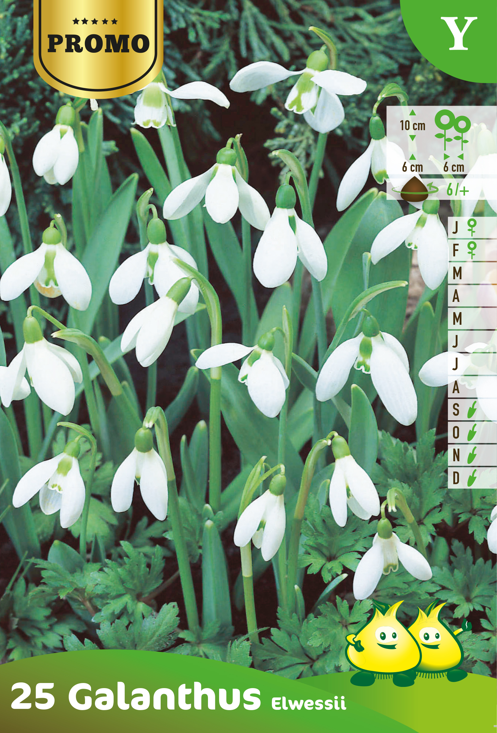 SACHET GALANTHUS  20 STUKS Y
