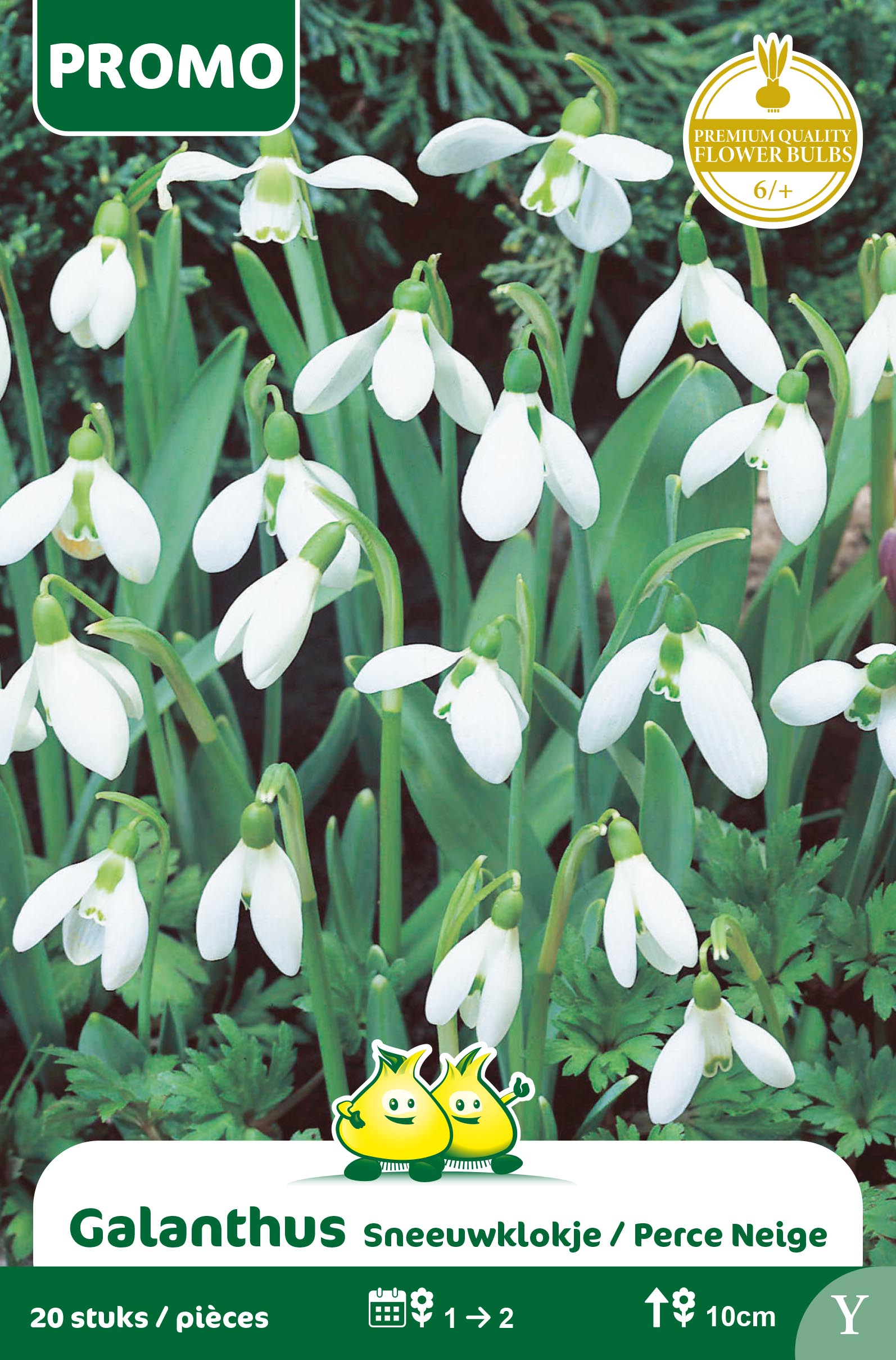 SACHET GALANTHUS  20 STUKS Y