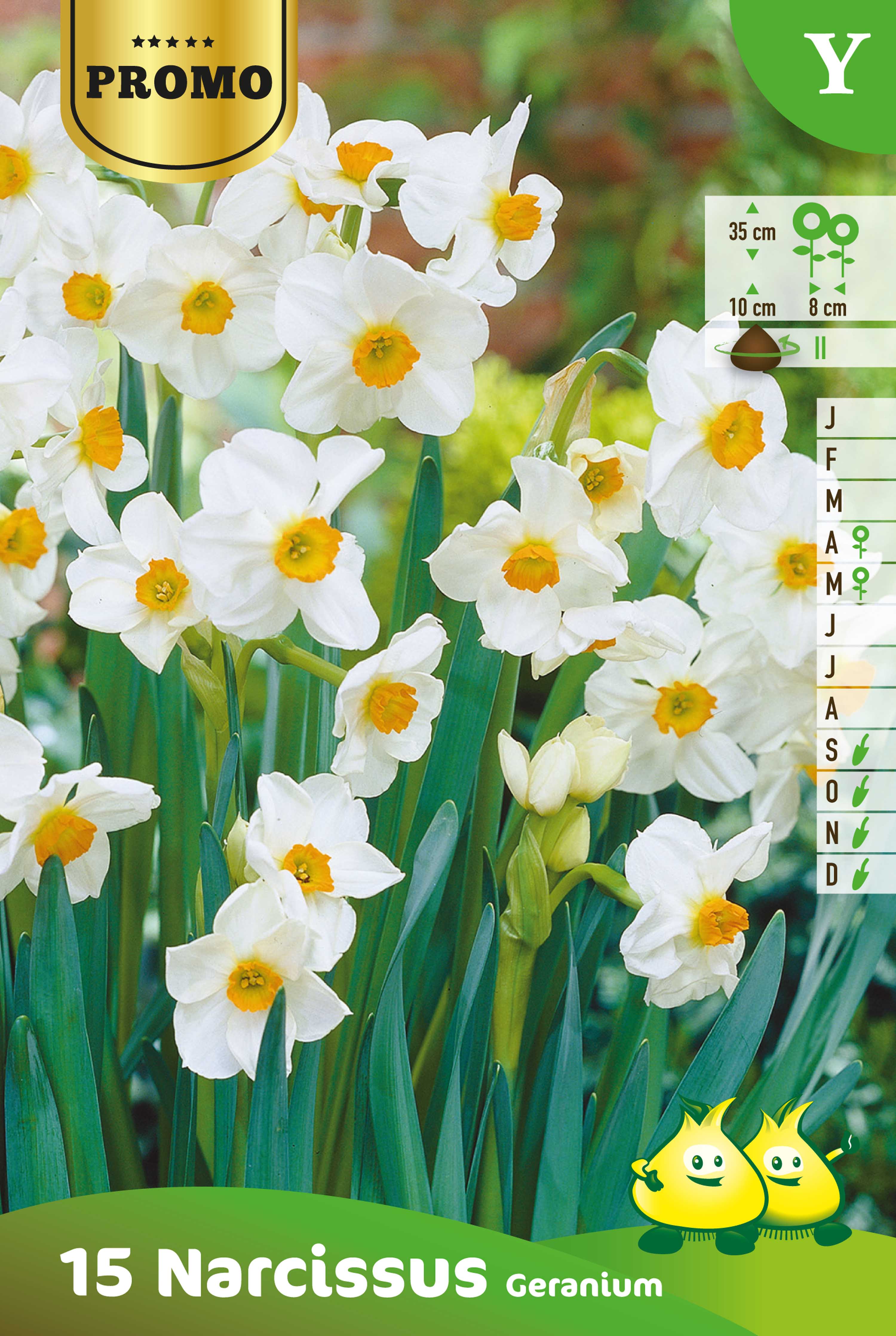 PROMOBOX 15 ZAKJES NARCIS 15 ST GERANIUM Y