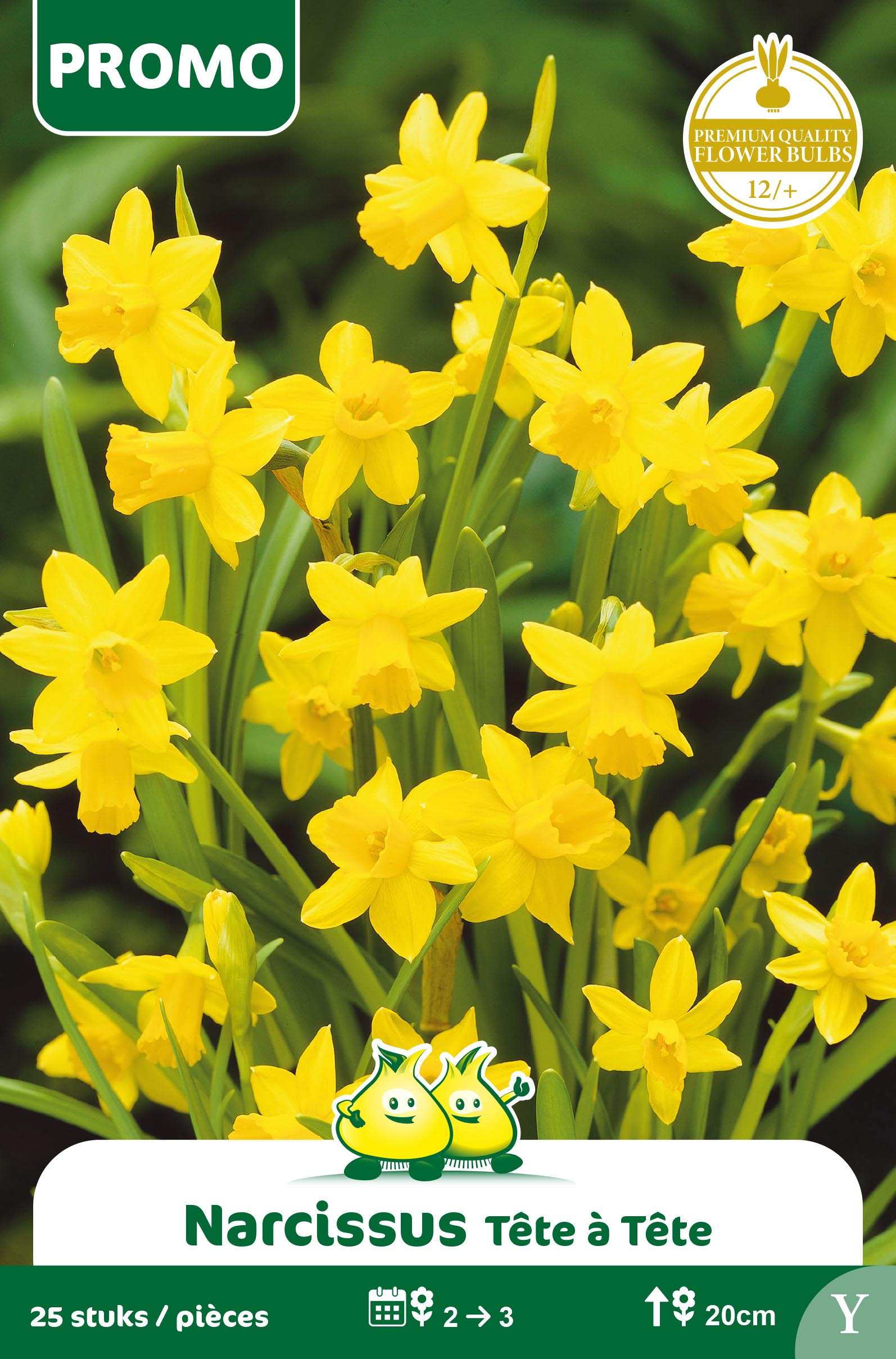 NARCIS 25 ST TETE A TETE Y