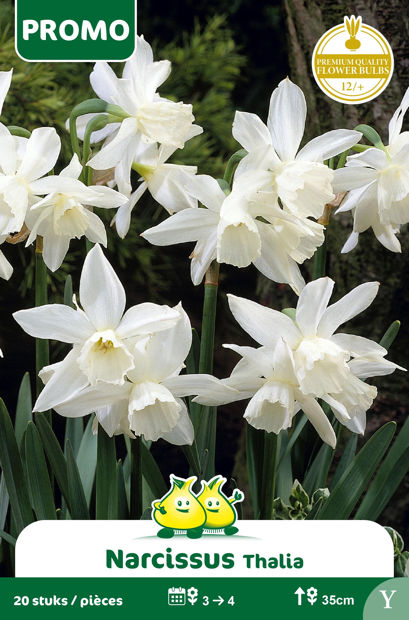 NARCIS THALIA 20 ST Y
