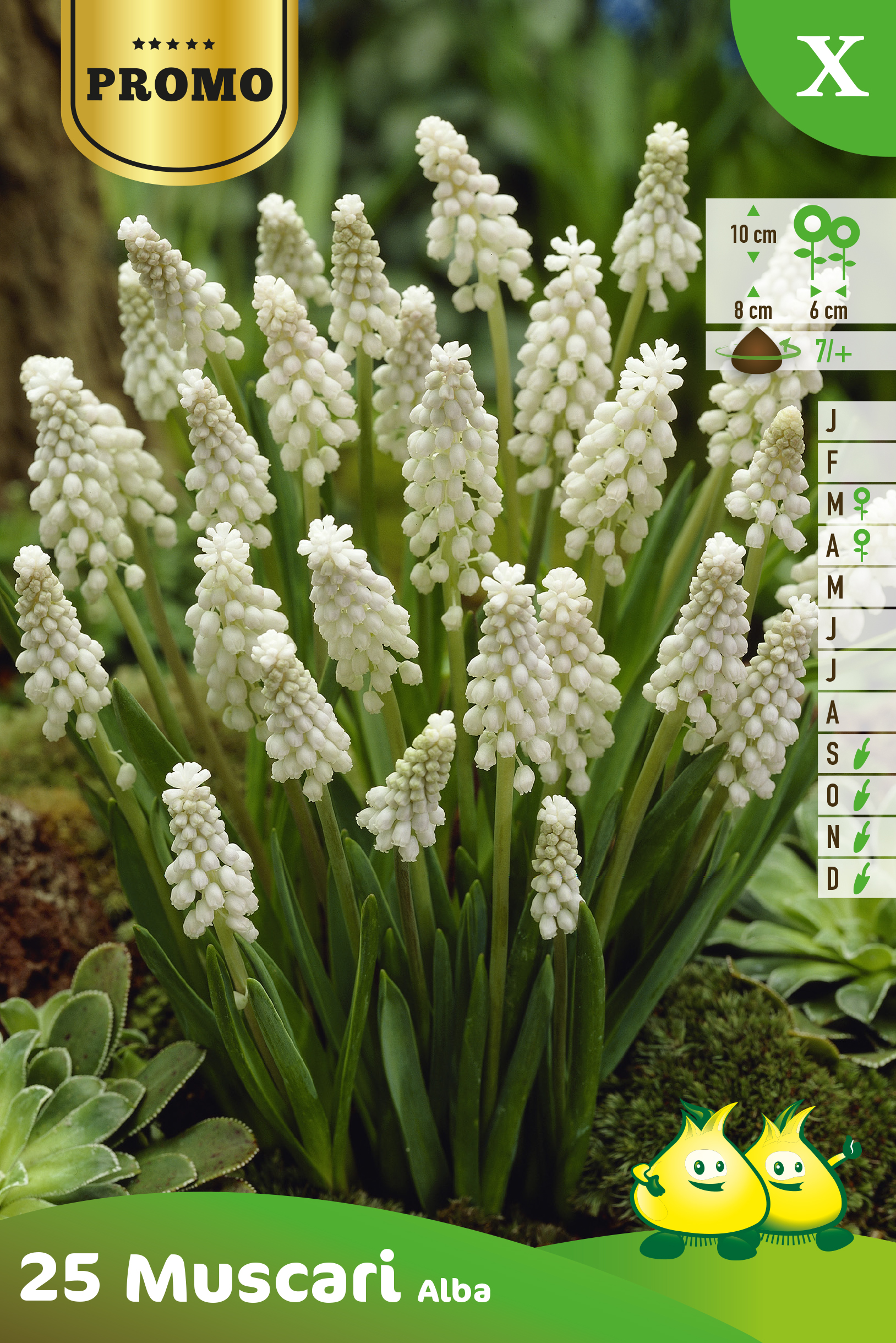 SACHET  MUSCARI ALBA 25 P. X