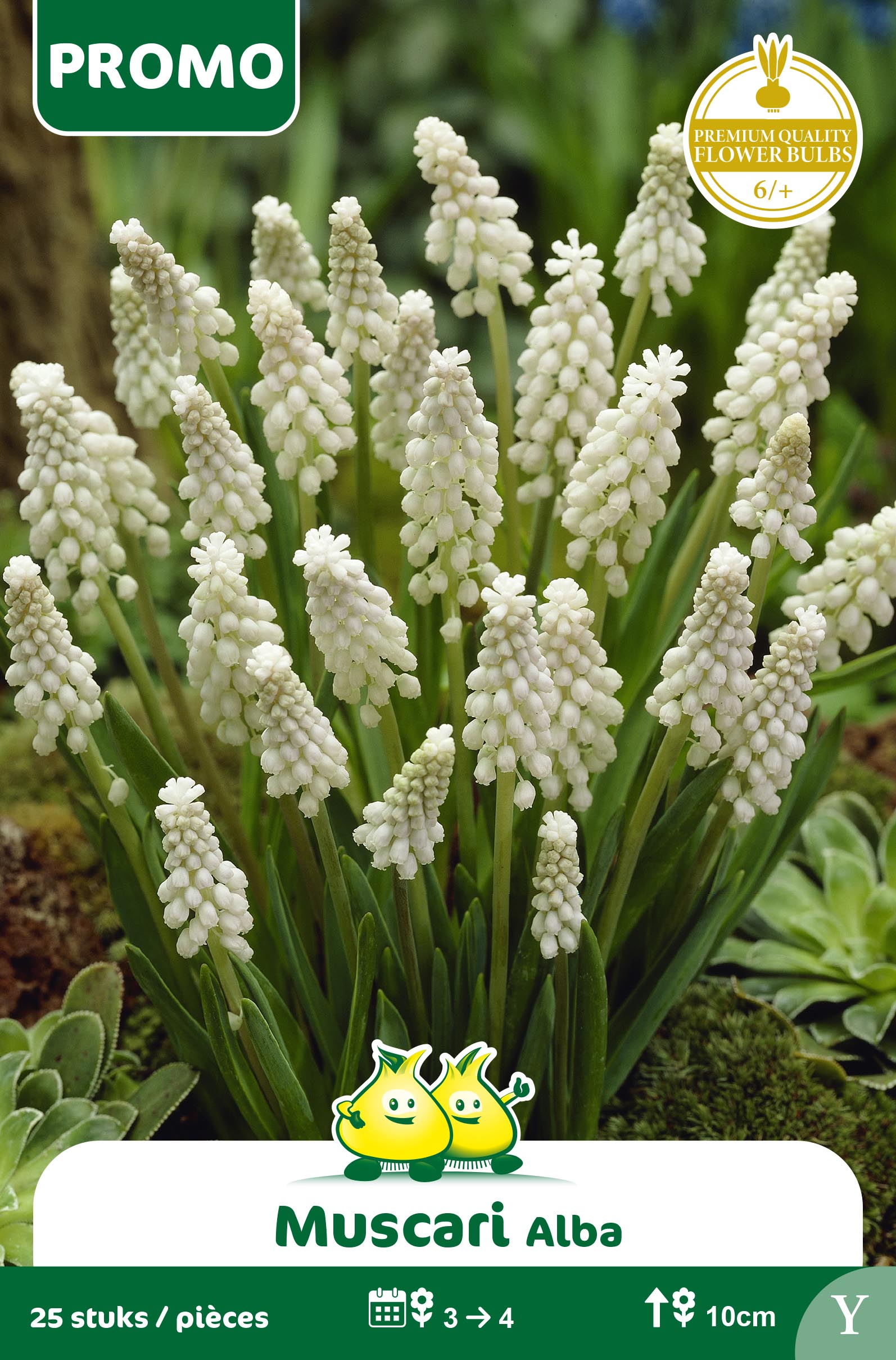 ZAKJES MUSCARI ALBA 25 ST Y