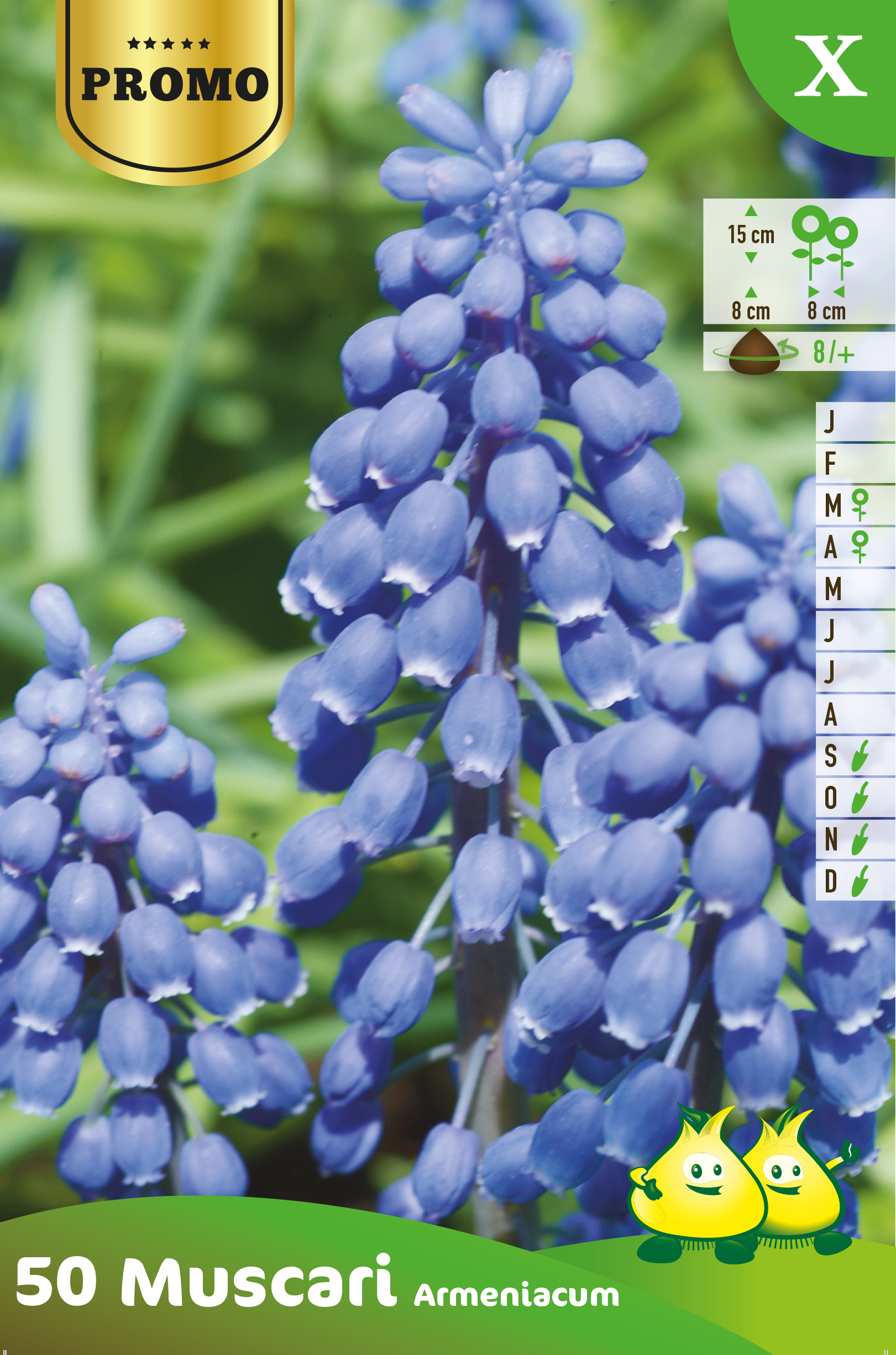 ZAKJES MUSCARI 50 ST X