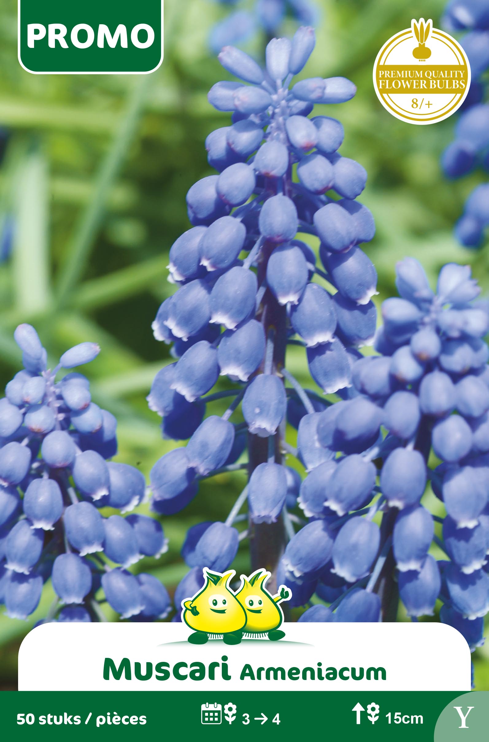 SACHET  MUSCARI 50 P. Y