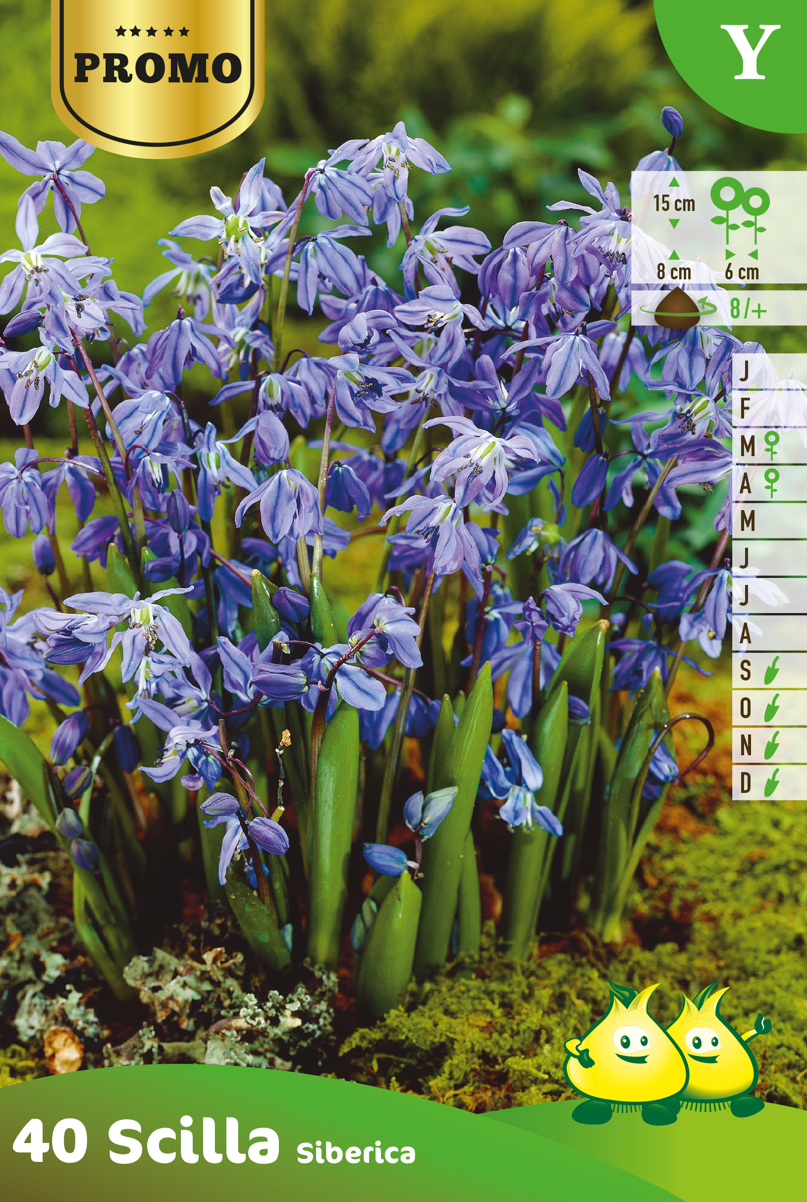 PROMOBOX 25 SACHETS SCILLA SIBERICA 40 PIECES Y