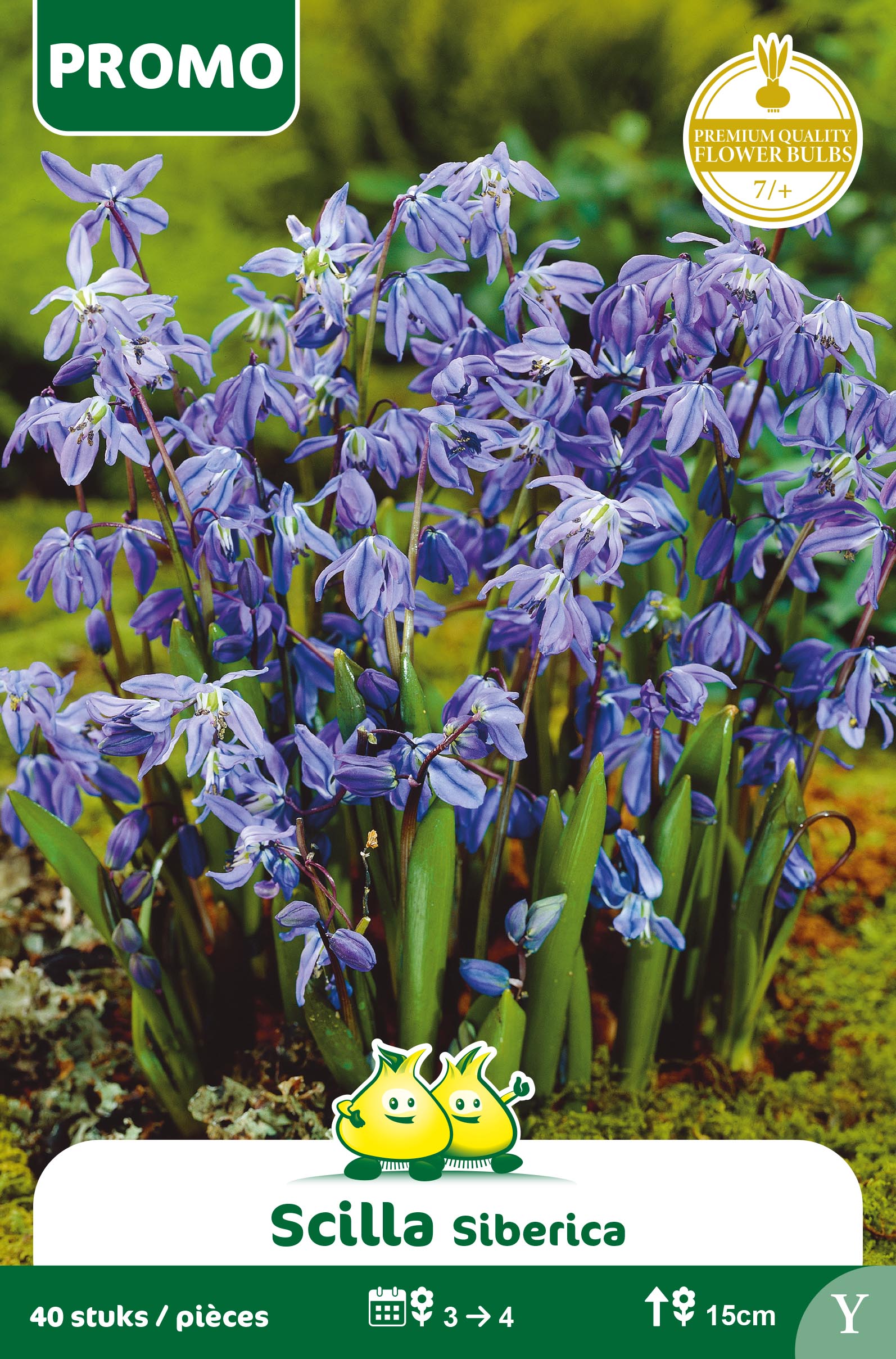SACHET SCILLA SIBERICA 40 PIECES Y