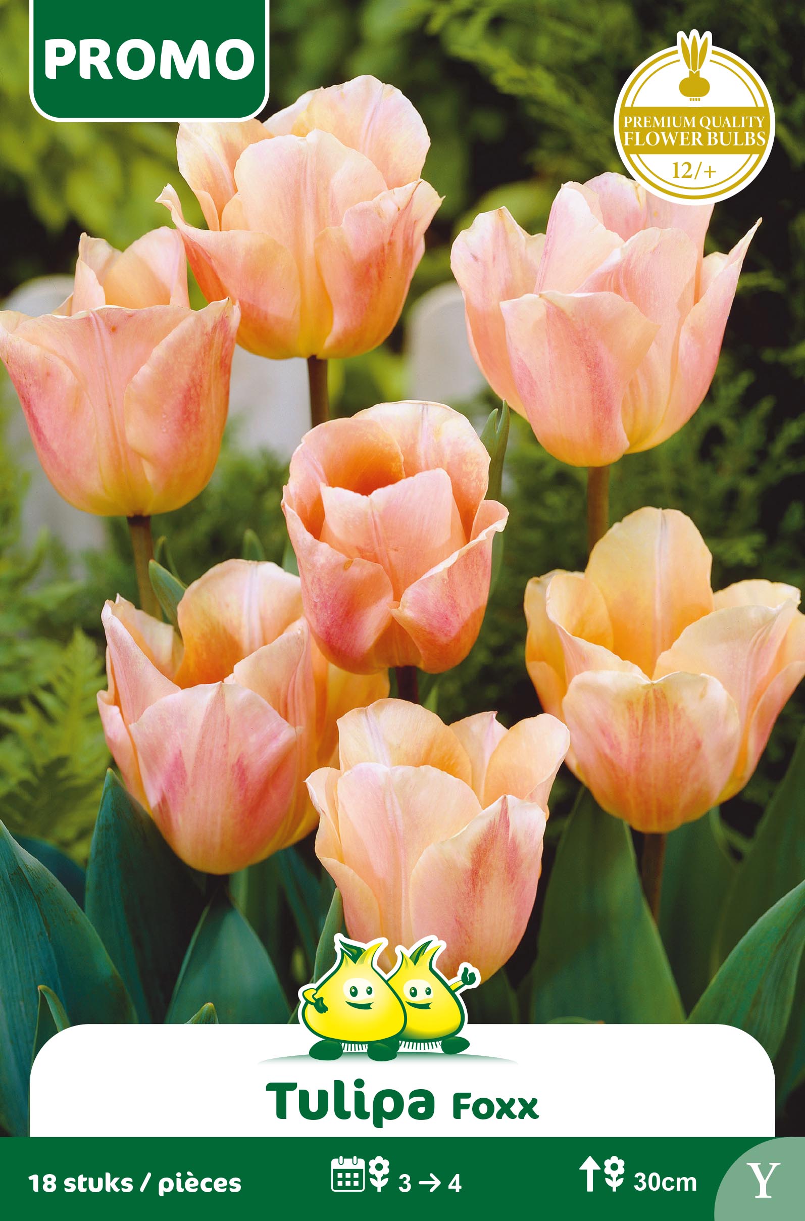 SACHET TULIPES 18 ST ABRICOT FOXX
