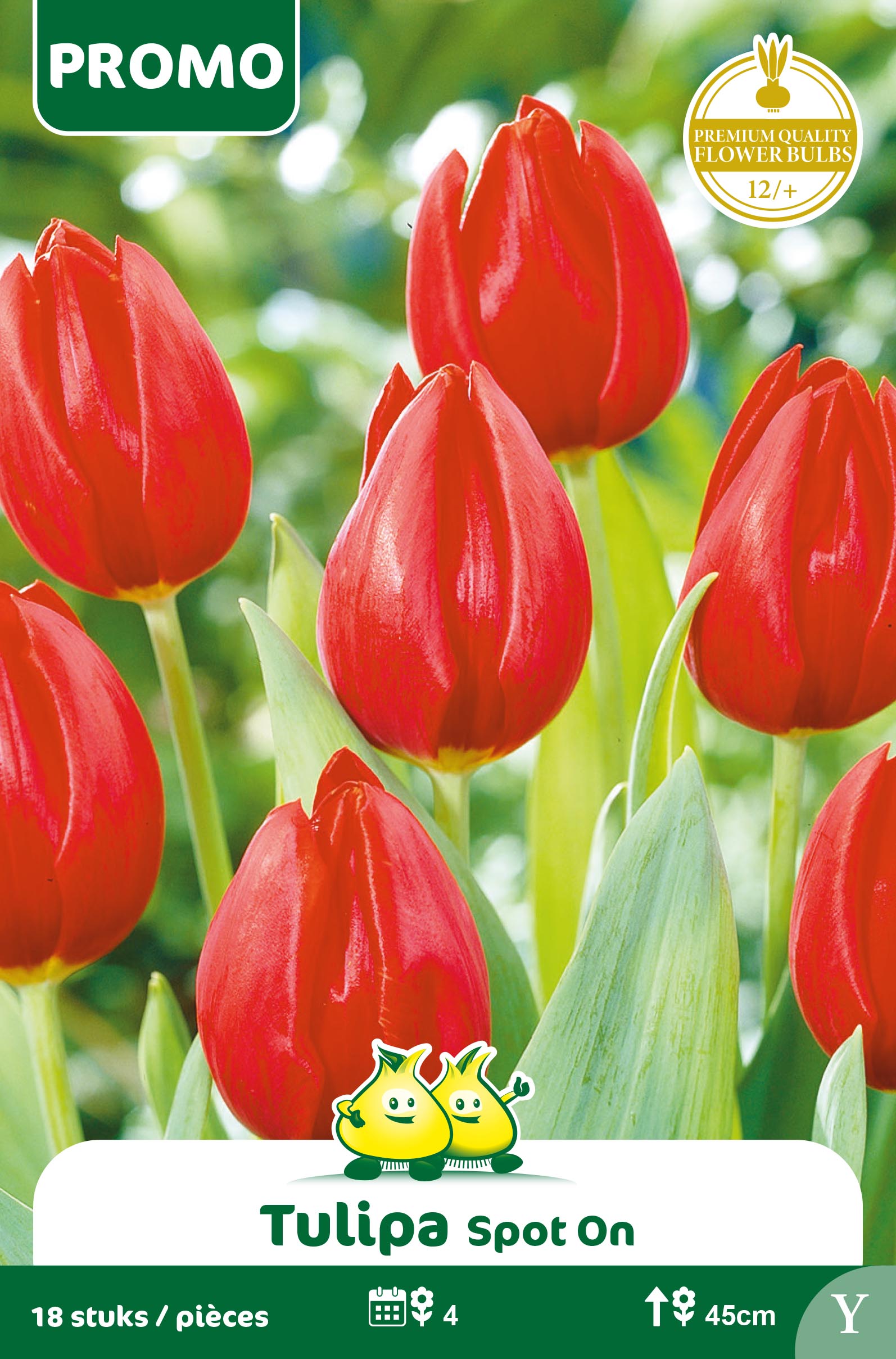 ZAKJES TULPEN 25 ST CASSINII   Y