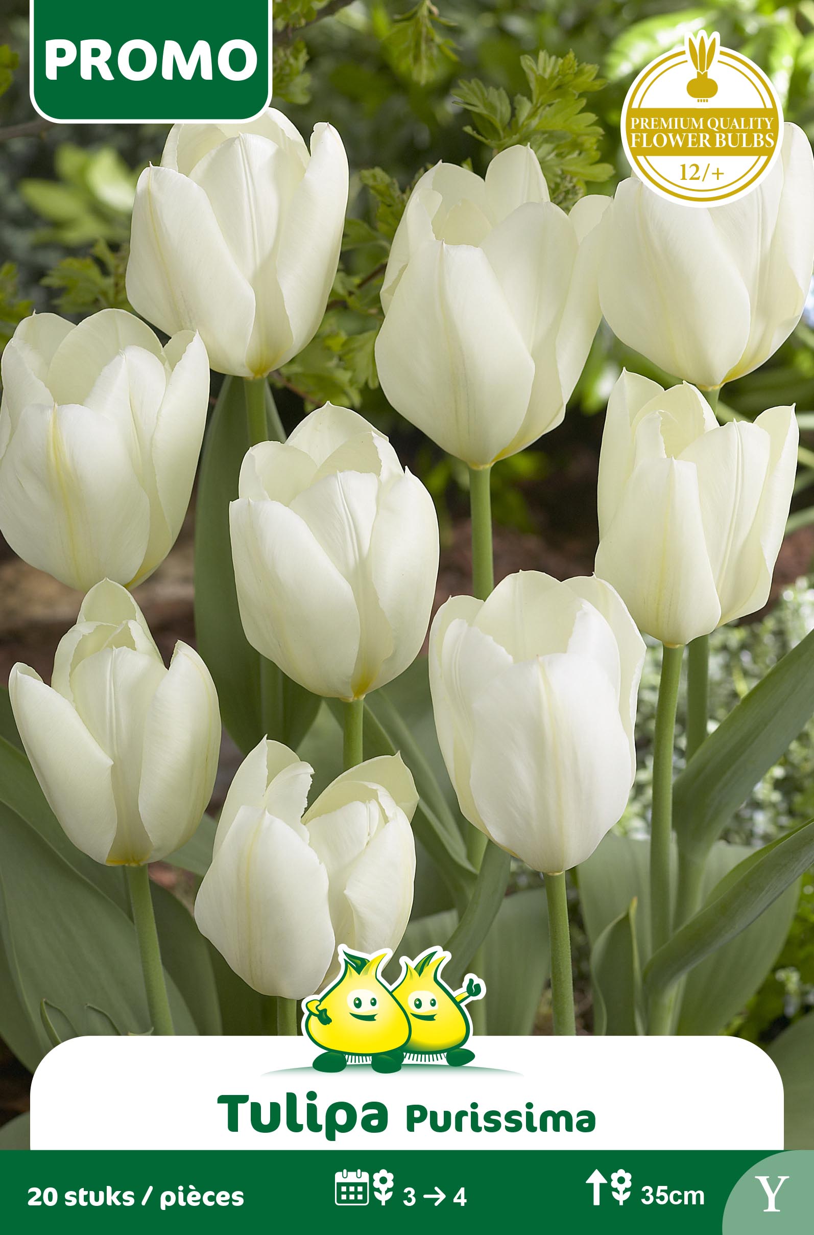 SACHET TULIPE FORSTERIANA PURISSIMA 20p Y