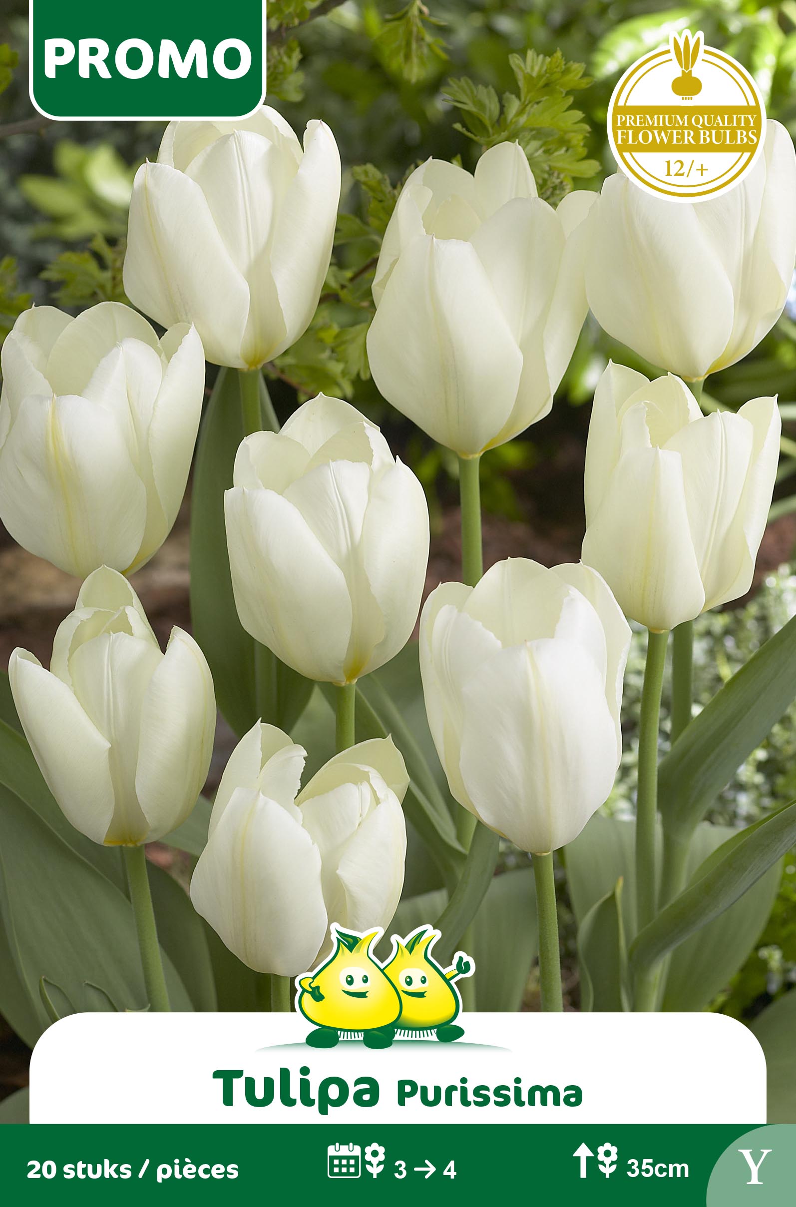 TULPEN FORSTERIANA PURISSIMA 25 st Y