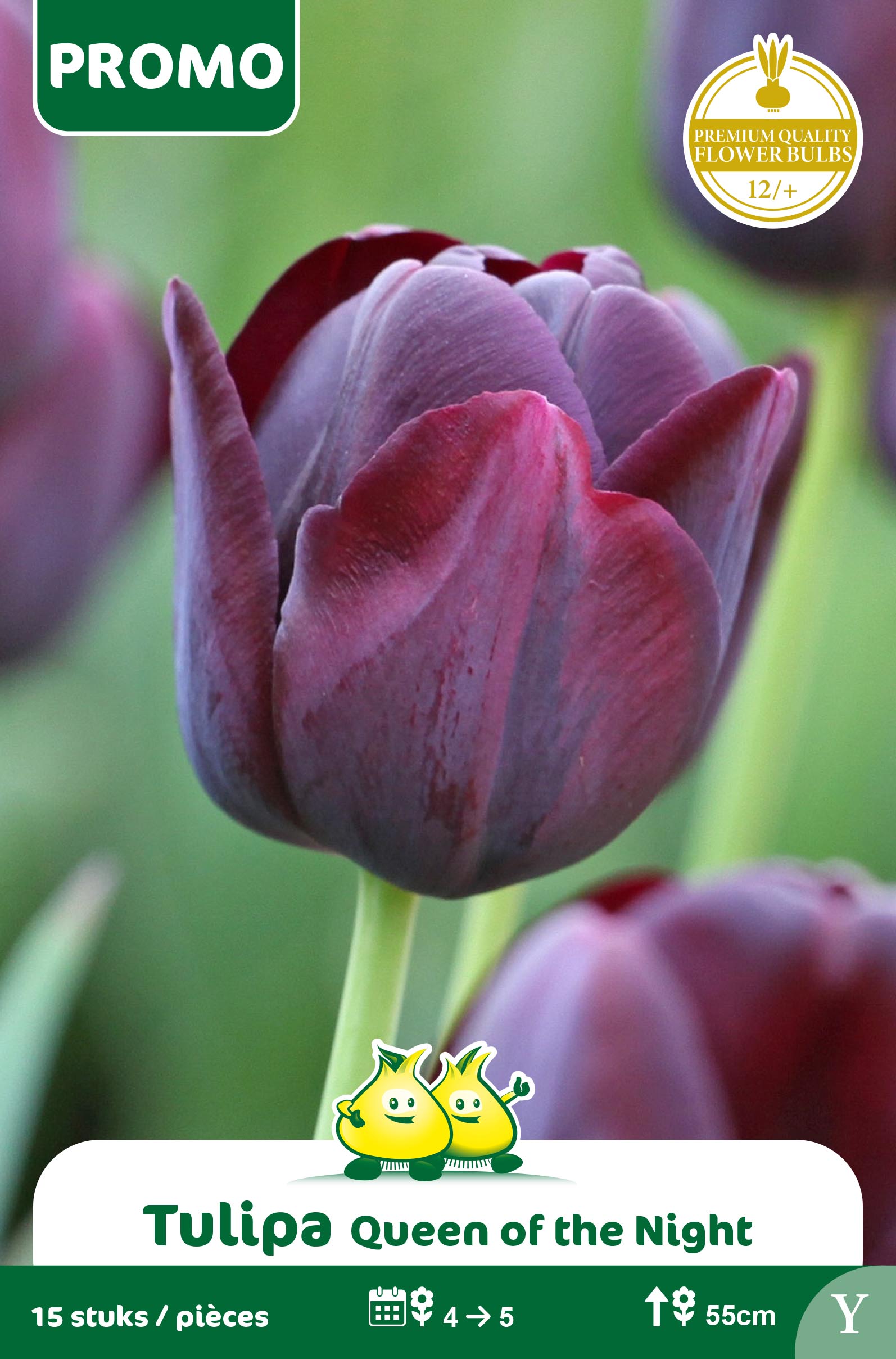 SACHET TULIPE 16 ST QUEEN OF THE NIGHT   Y