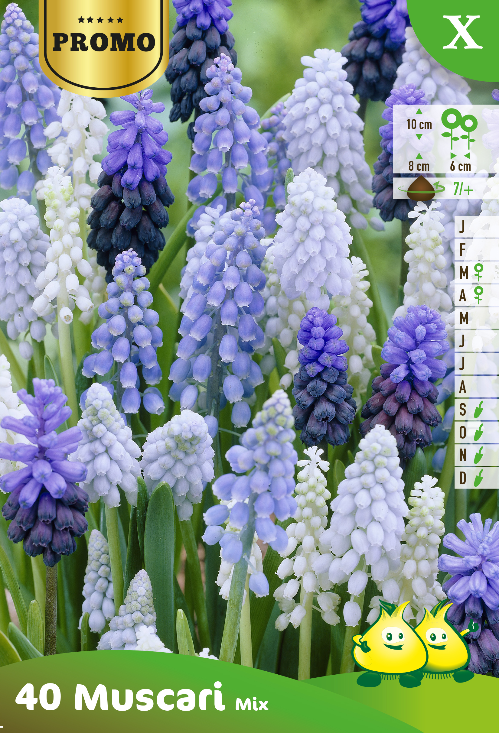 SACHET MUSCARI 50 ST MIX