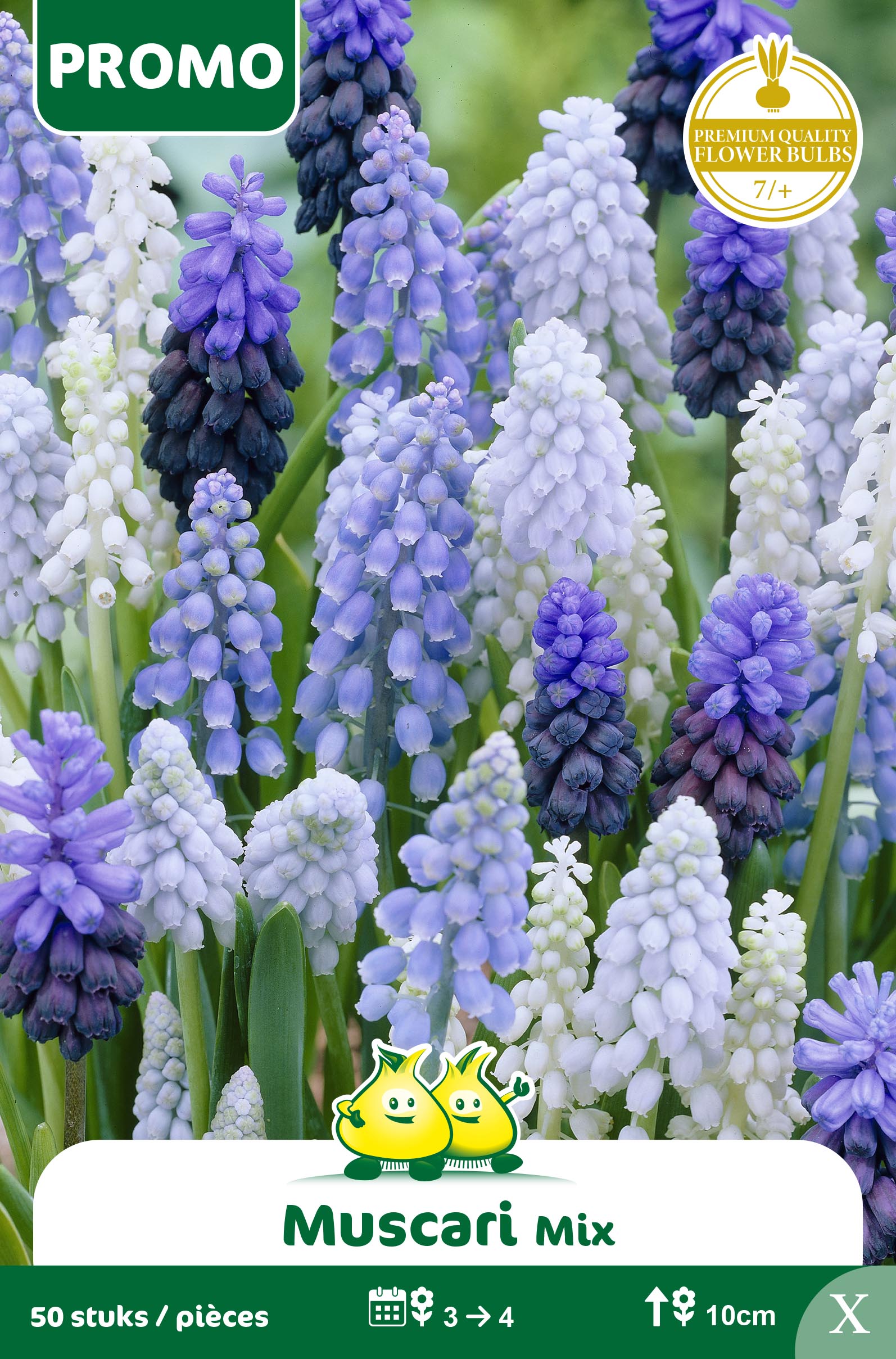 SACHET MUSCARI 50 ST MIX