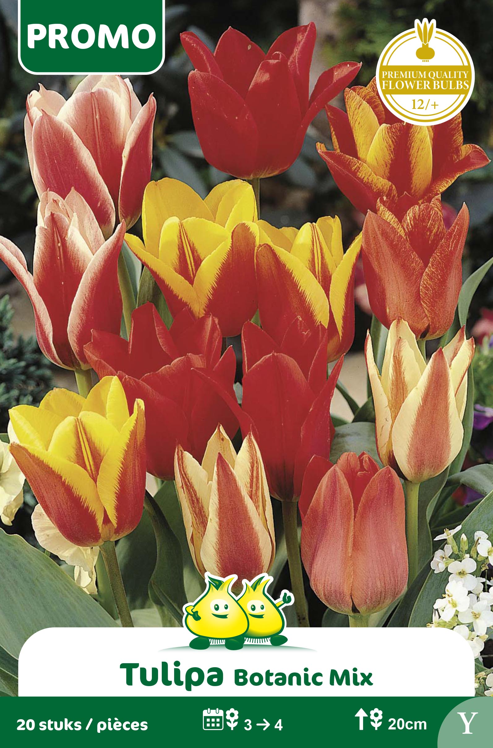 SACHET TULIPE 20 ST BOT. MIX   Y