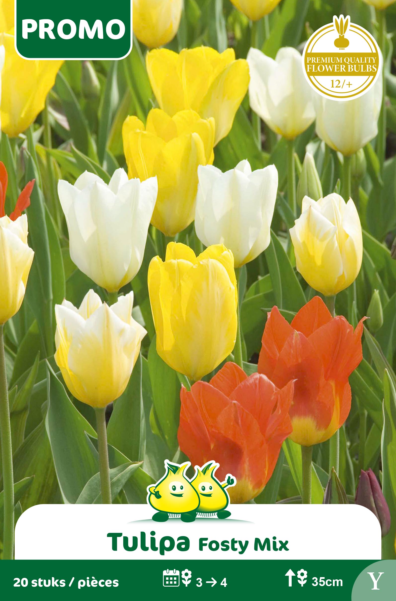 SACHET TULIPE FOSTU MIX 20 ST  Y