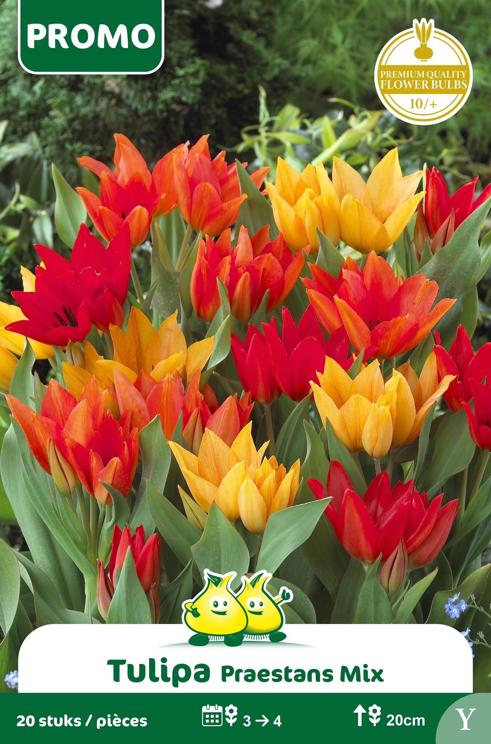 SACHET TULIPE 20 P. PRAESTANS  MIX Y