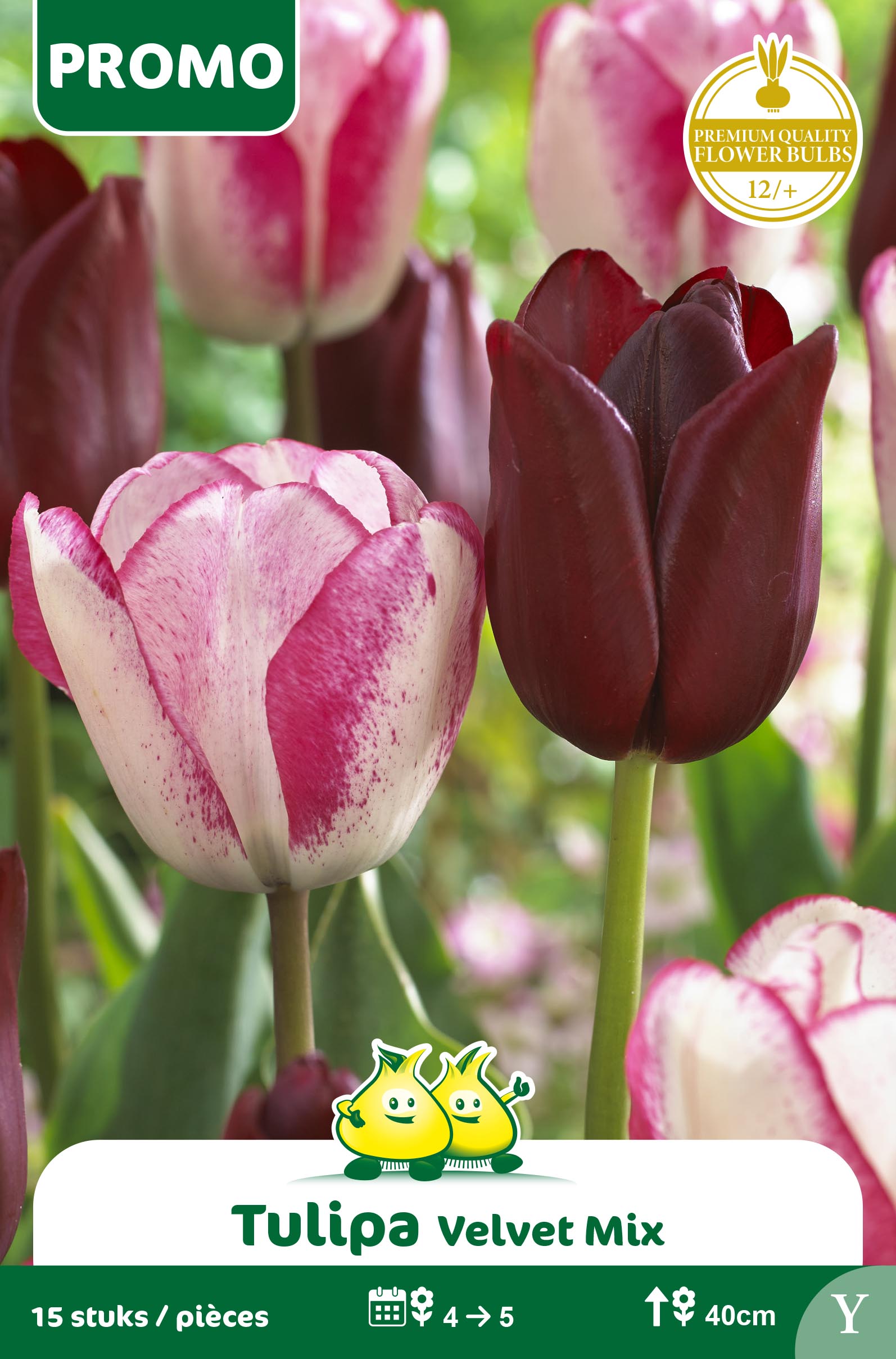 PROMOBOX 25 SACHETS TULIPES 20 ST VELVET MIX