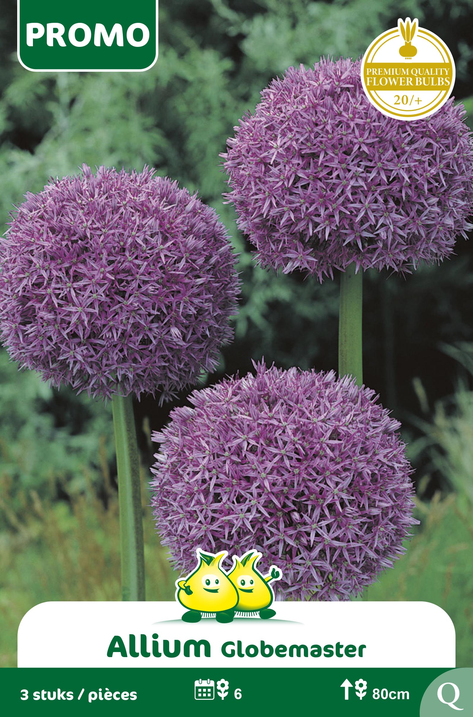SACHET ALLIUM GLOBEMASTER 3st