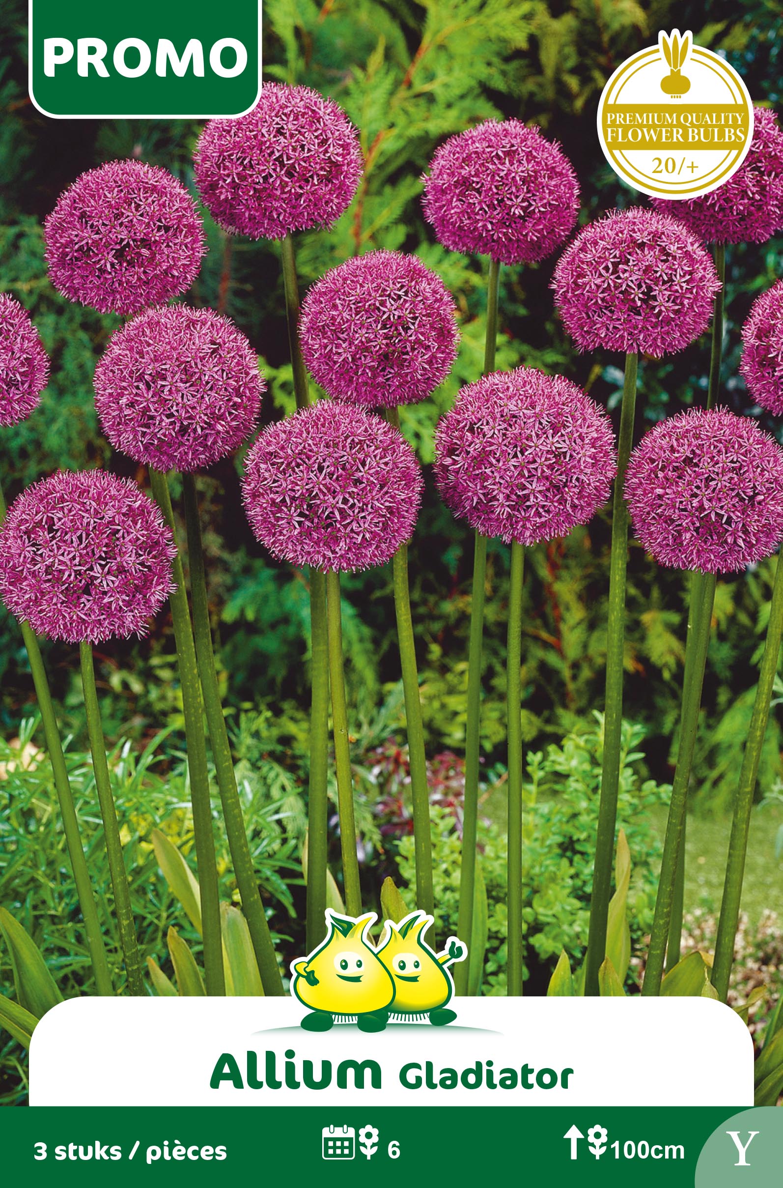 ZAKJES ALLIUM GLADIATOR 3 st
