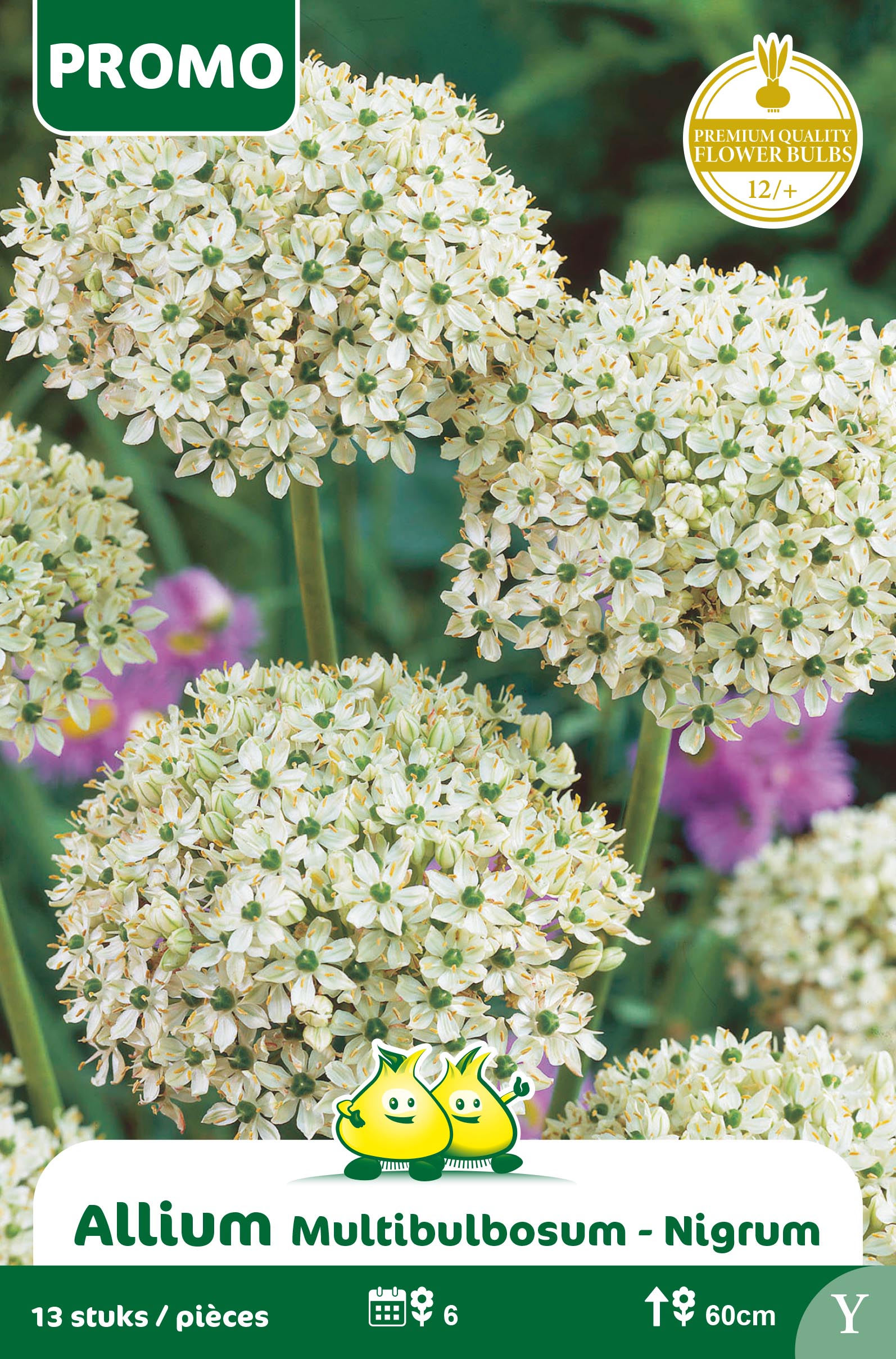 SACHET ALLIUM MULTIBULBOSUM - NIGRUM 13st