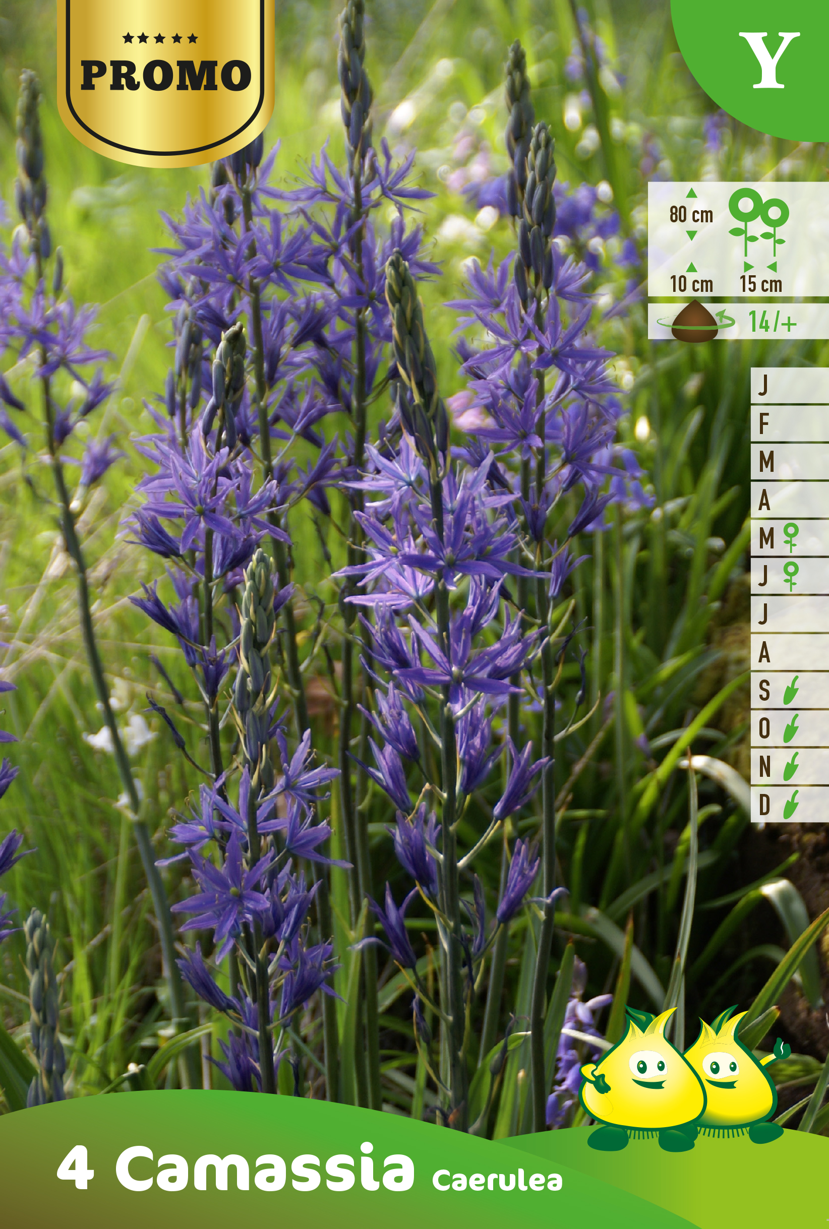 SACHET CAMASSIA LIECHTLINII CAERULEA 4st