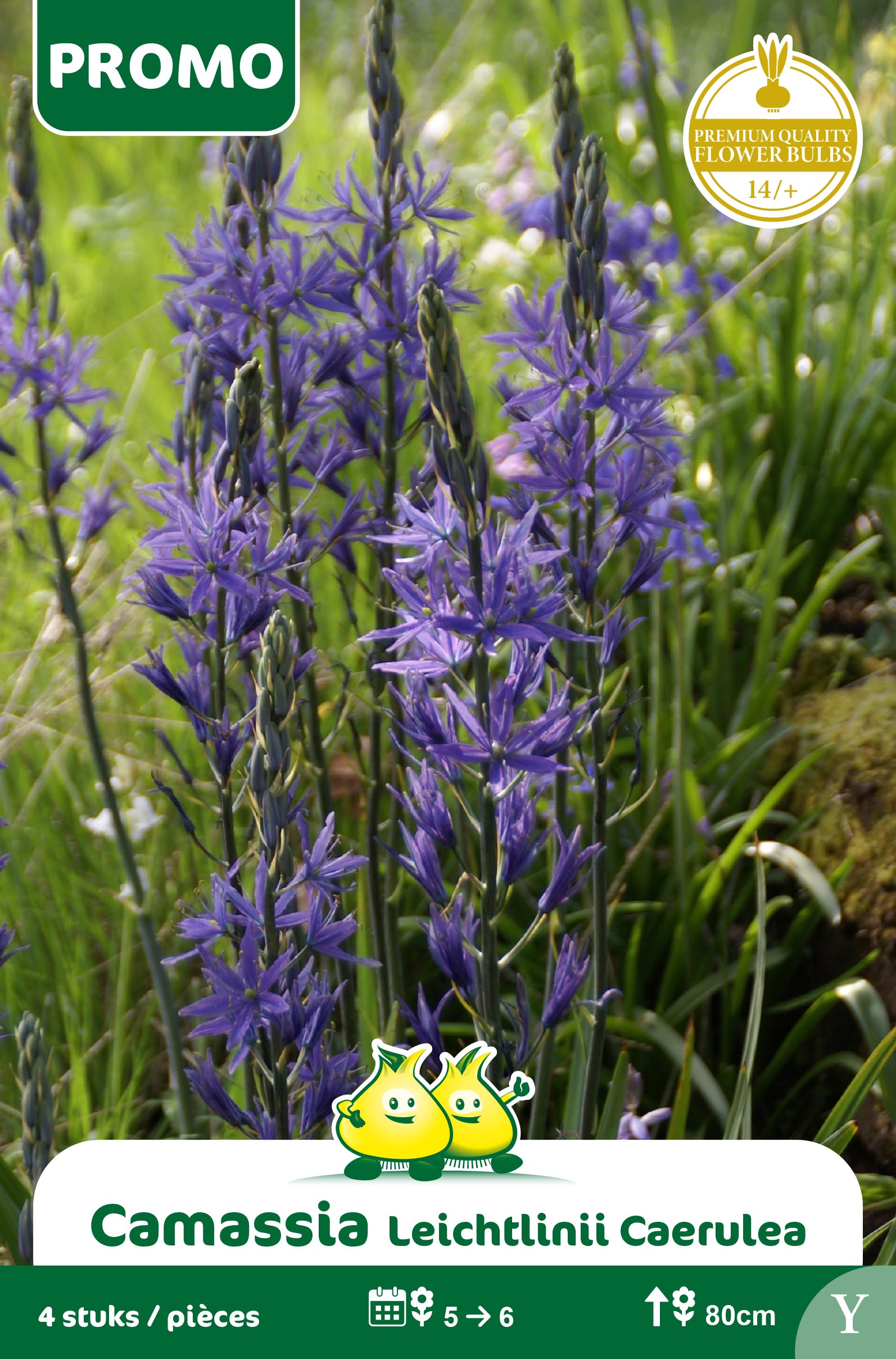 SACHET CAMASSIA LIECHTLINII CAERULEA 4st