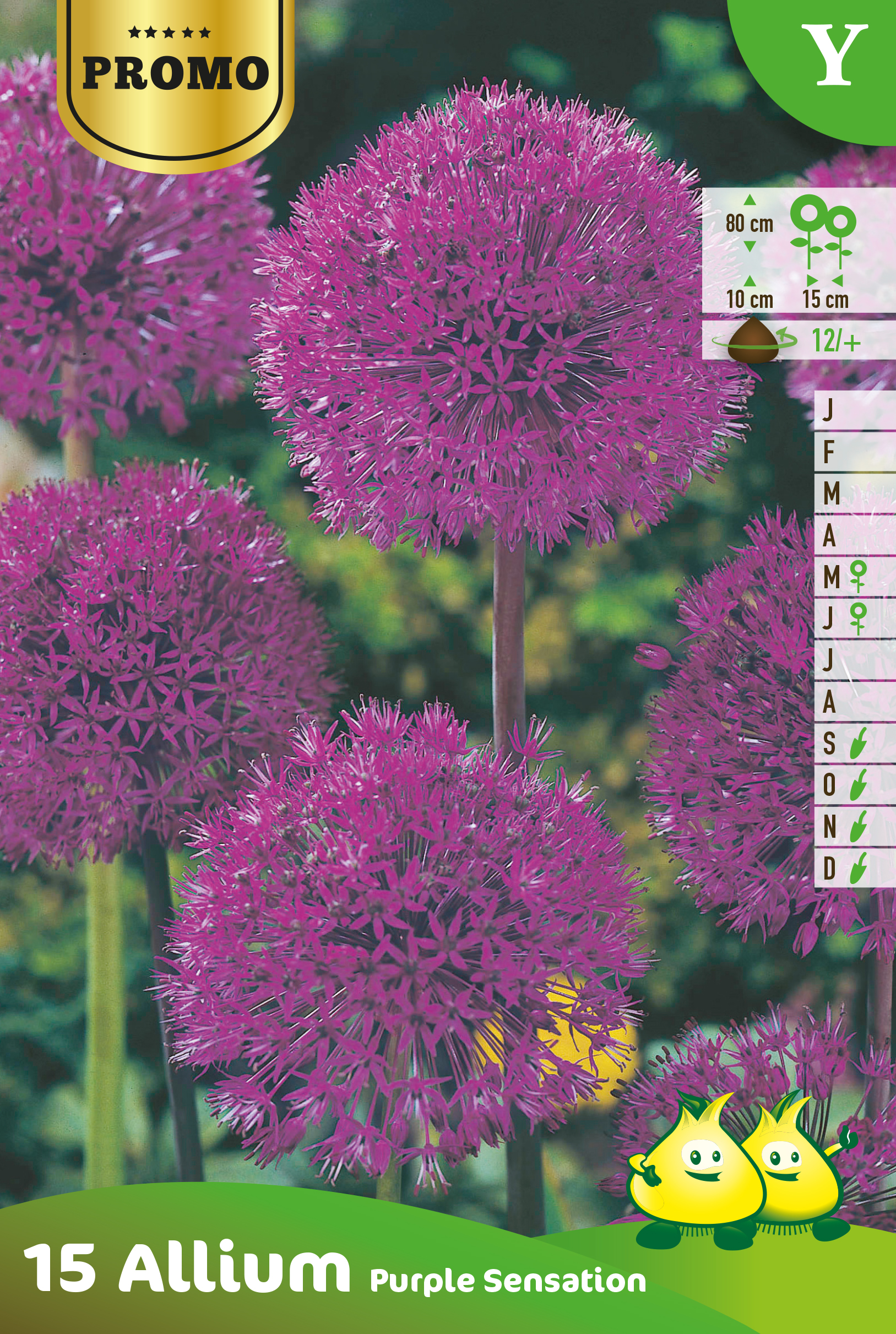 ZAKJES ALLIUM PURPLE SENSATION 15st