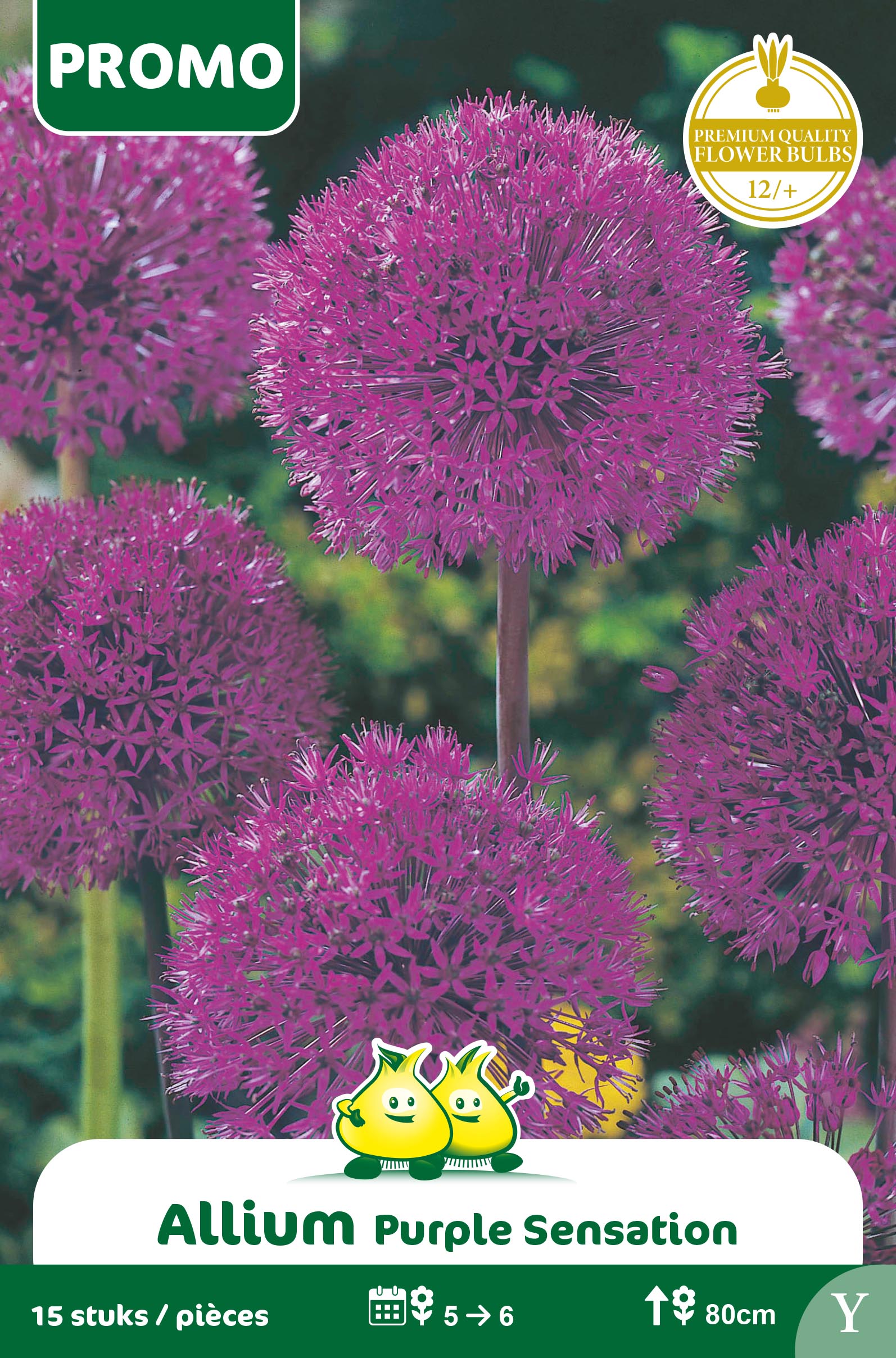SACHET ALLIUM PURPLE SENSATION 15st