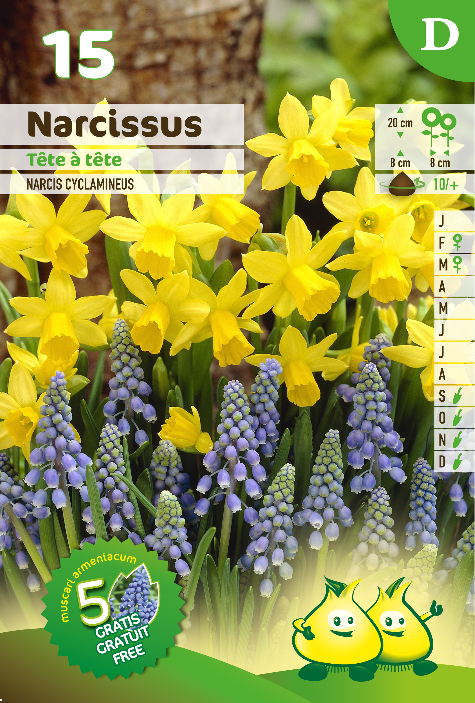 PROMOBOX 30 ZAKJES DUO TETE A TETE - MUSCARI