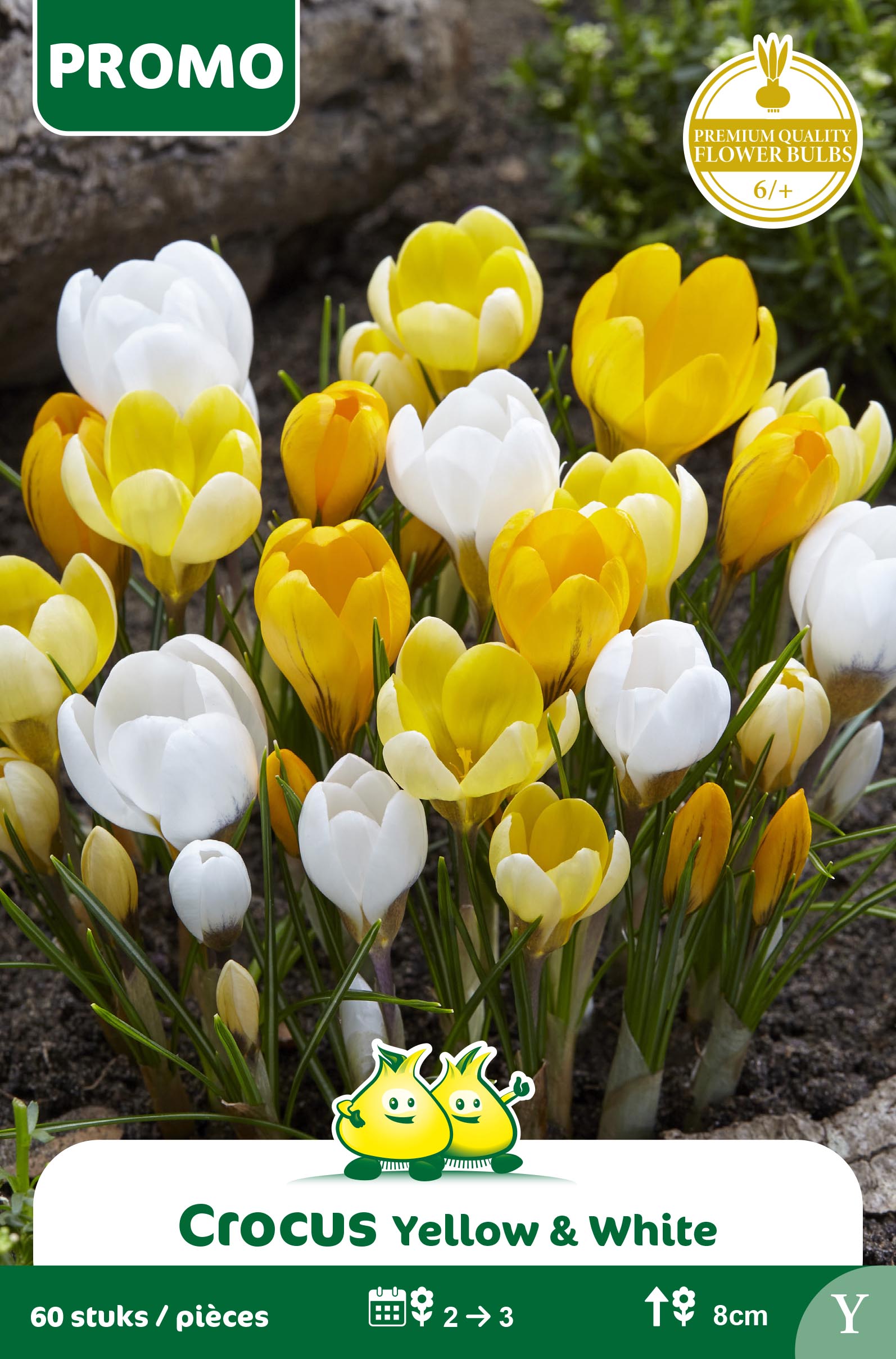 SACHET CROCUS 60 P JAUNE BLANC BOTANIQUE