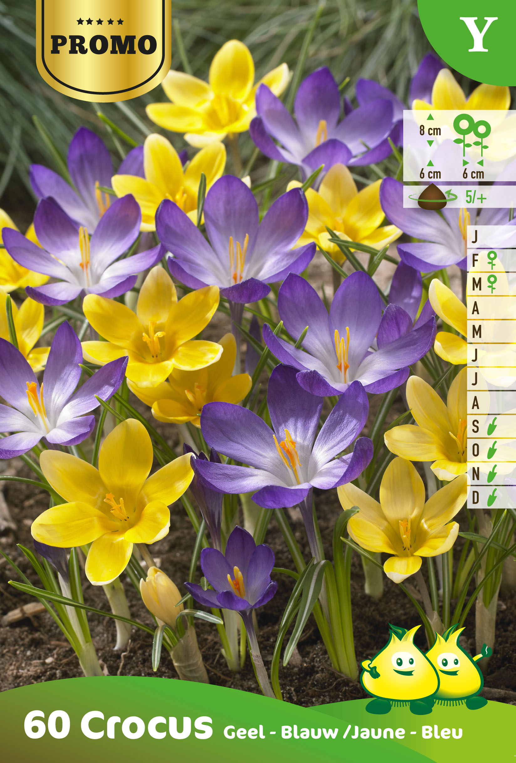 PROMOBOX 25 ZAKJES 60 BOT. CROCUS BLAUW/GEEL