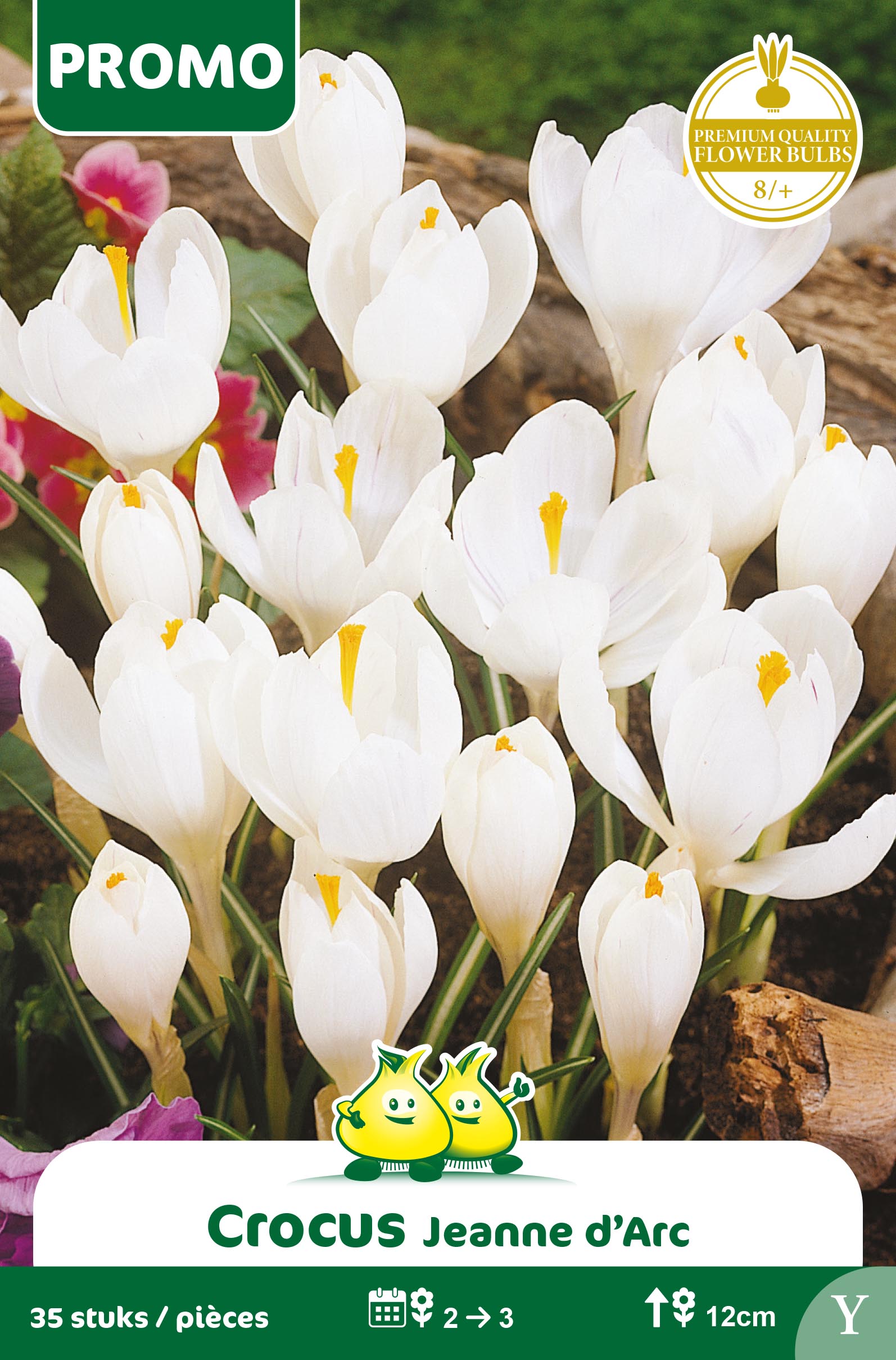 SACHET CROCUS 35 ST JEANNE D'ARC