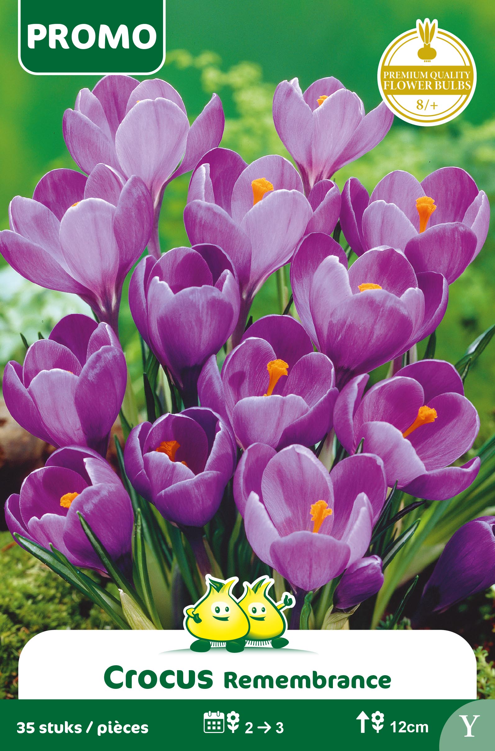SACHET CROCUS 35 ST REMMERBRANCHE