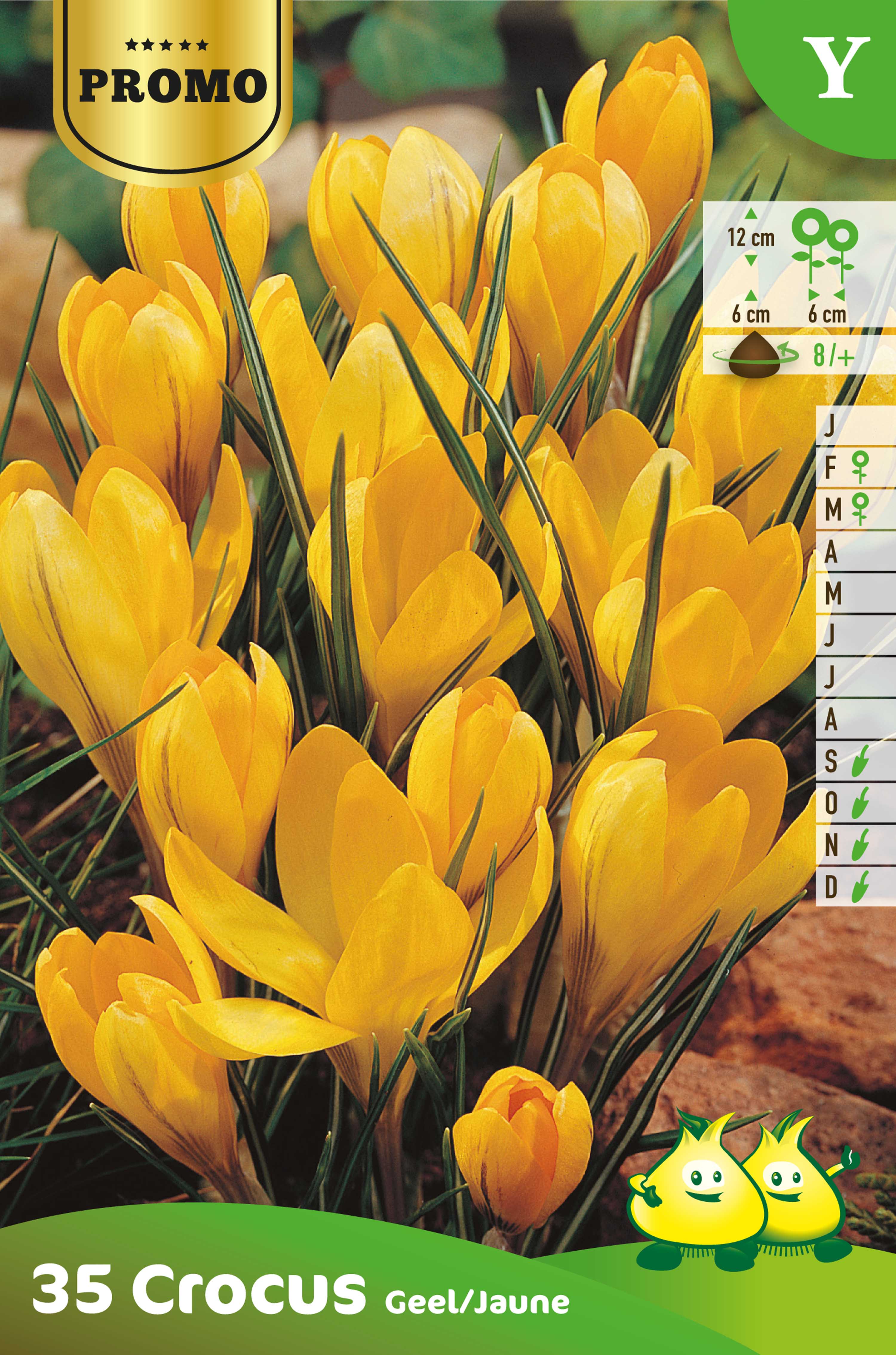 SACHET CROCUS 35 ST YELLOW