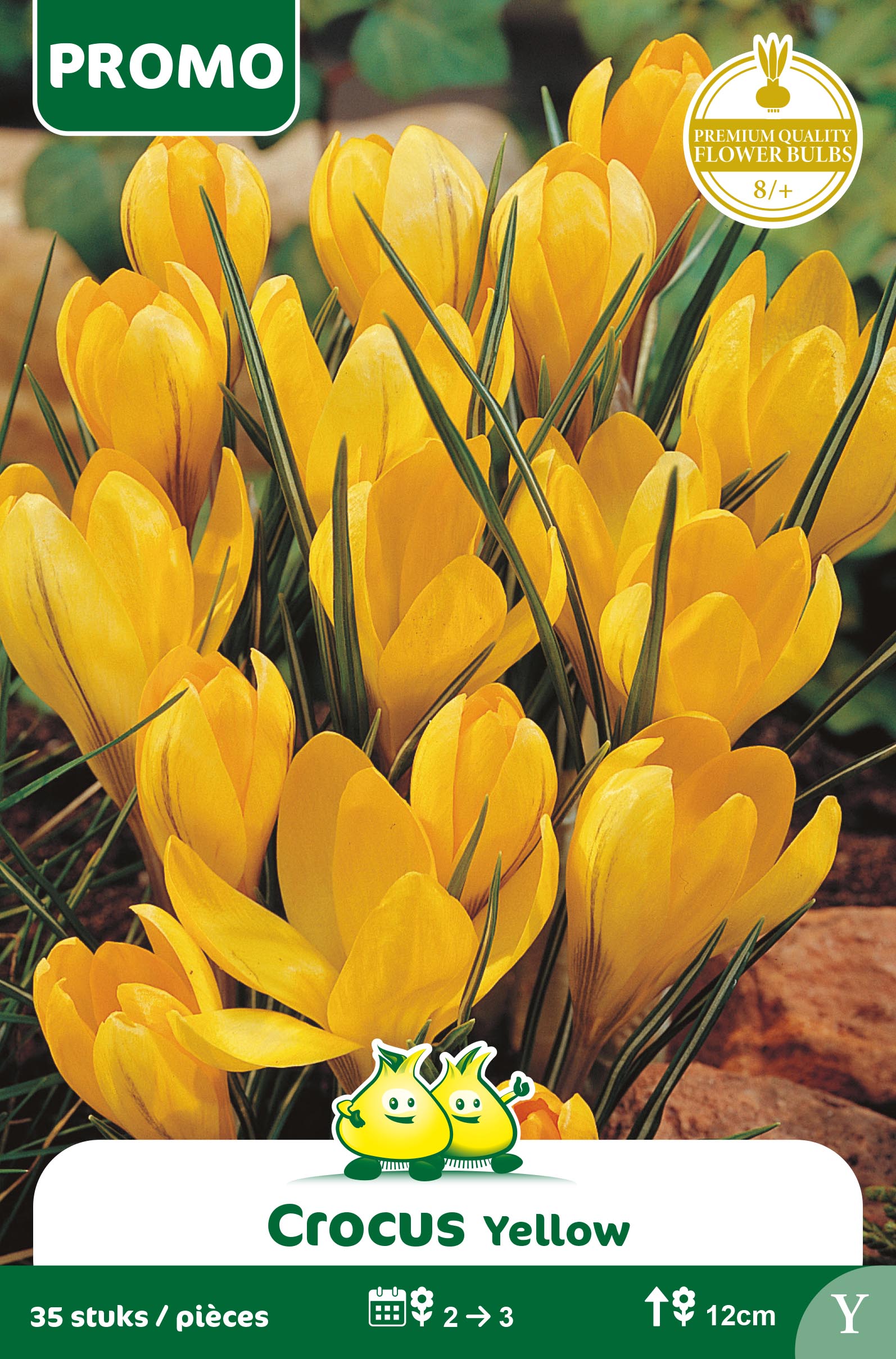SACHET CROCUS 35 ST YELLOW