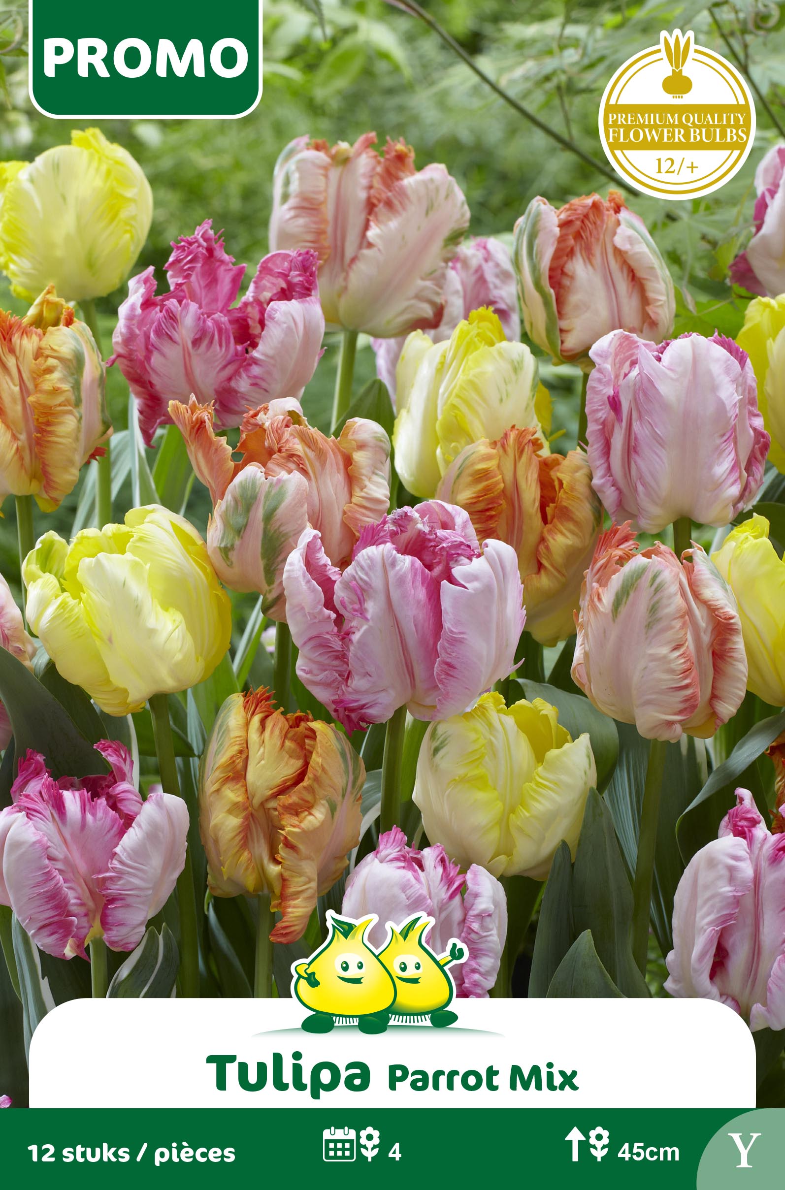SACHET TULIPE 12 P. PEROQUET MIX Y