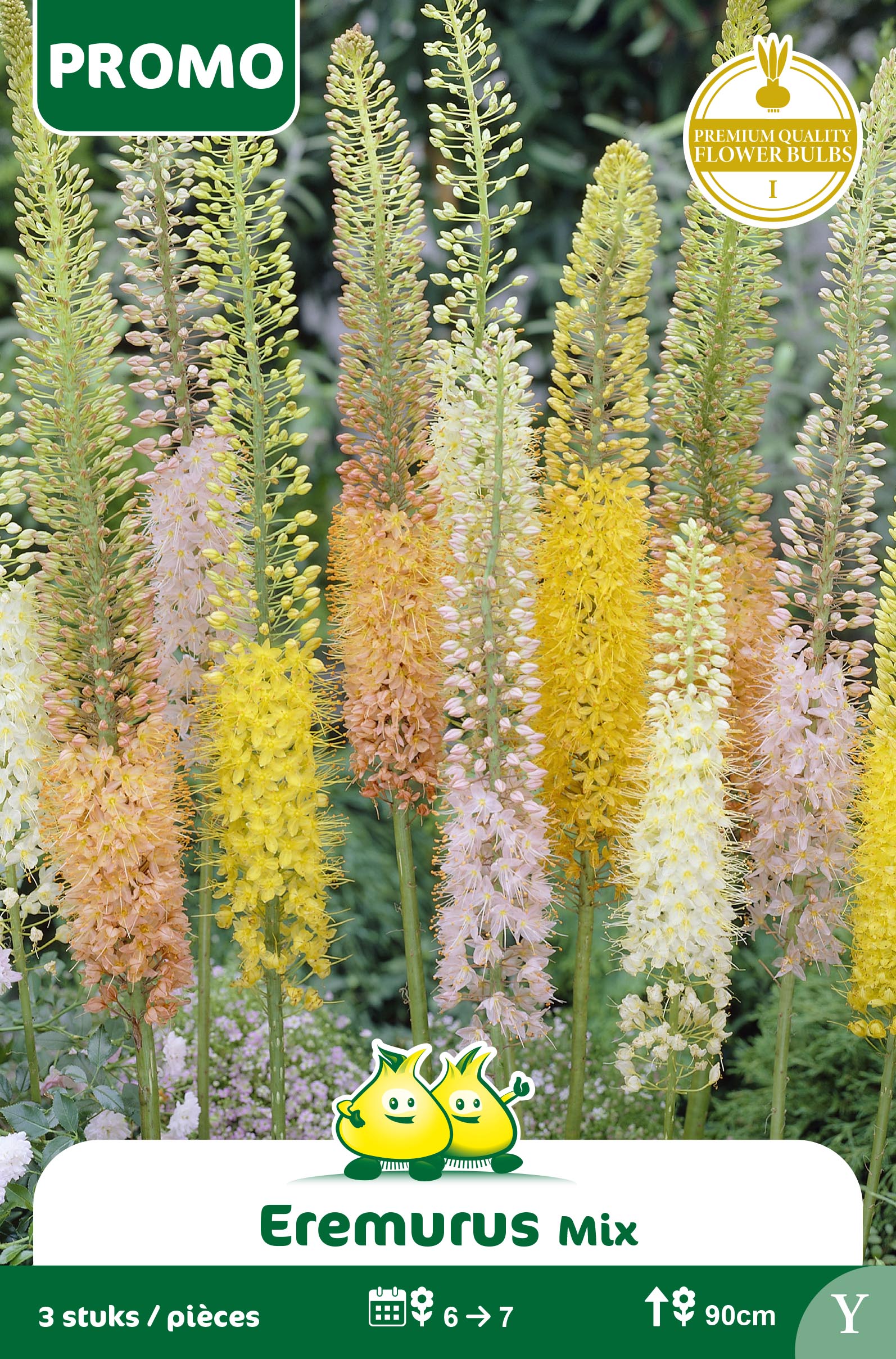 SACHET EREMURUS3 ST MIX