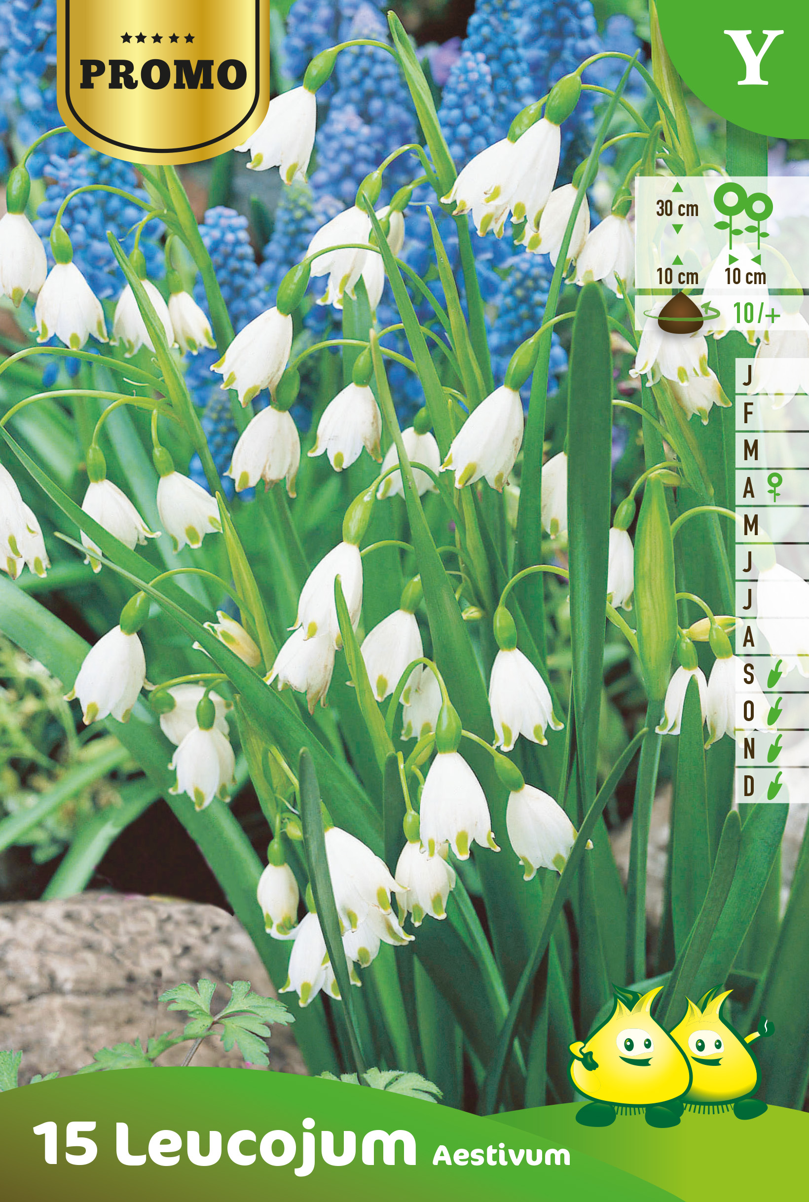 ZAKJES LEUCOJUM 15 ST