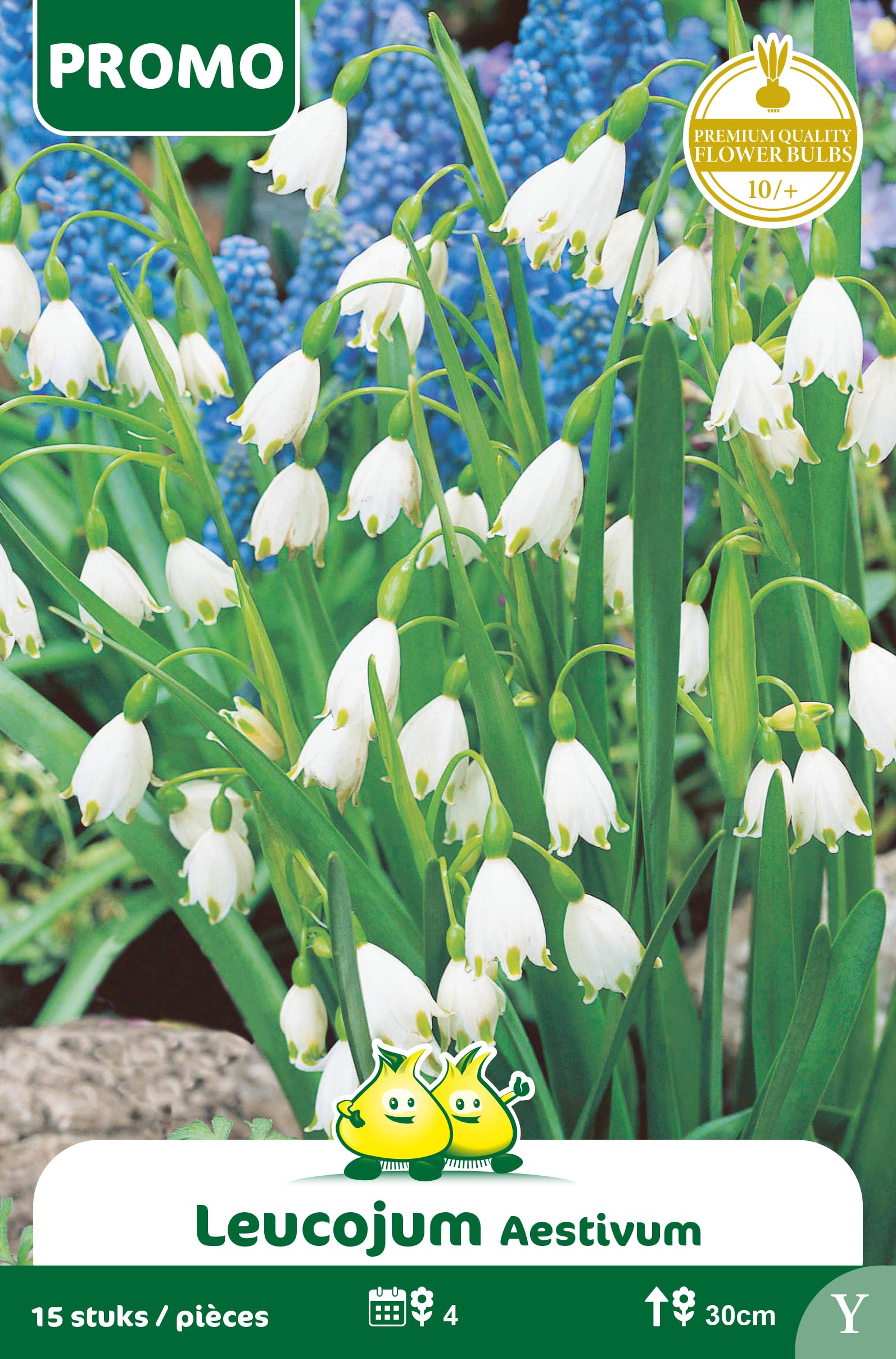SACHET LEUCOJUM 15P