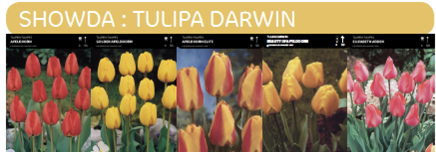 SHOWDOOS TULP DARWIN 5*80