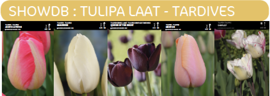 1/2 SHOWDOOS TULP ENKEL LAAT 5*50