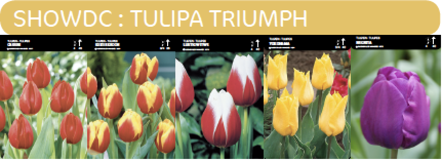 SHOWBOX TULIPES TRIUMPH 5*80