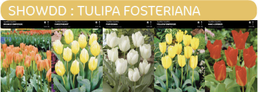 SHOWBOX TULIPES FOSTERIANA 5*80