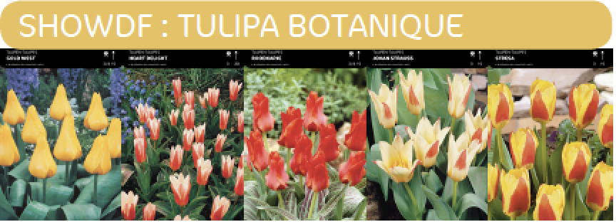 1/2 SHOWDOOS TULP BOTANISCHE 5*50