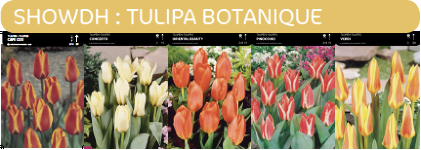 1/2 SHOWDOOS TULP BOTANISCHE 5*50