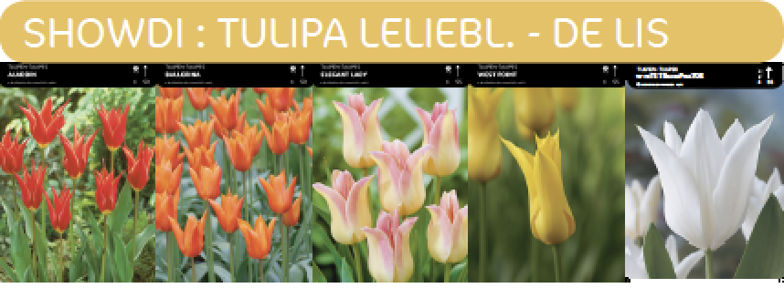 SHOWDOOS TULP LELIEBLOEMIG 5*80