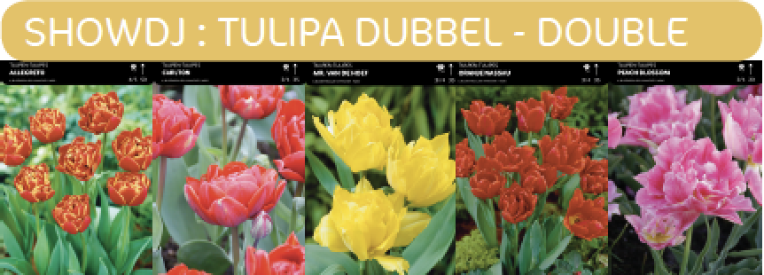 1/2 SHOWDOOS TULP DUBBEL LAGE 5*50