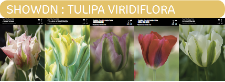 SHOWDOOS TULP VIRIDIFLORA 5*80