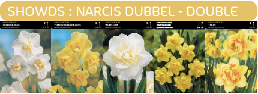 SHOWBOX NARCIS DOUBLE 5*40